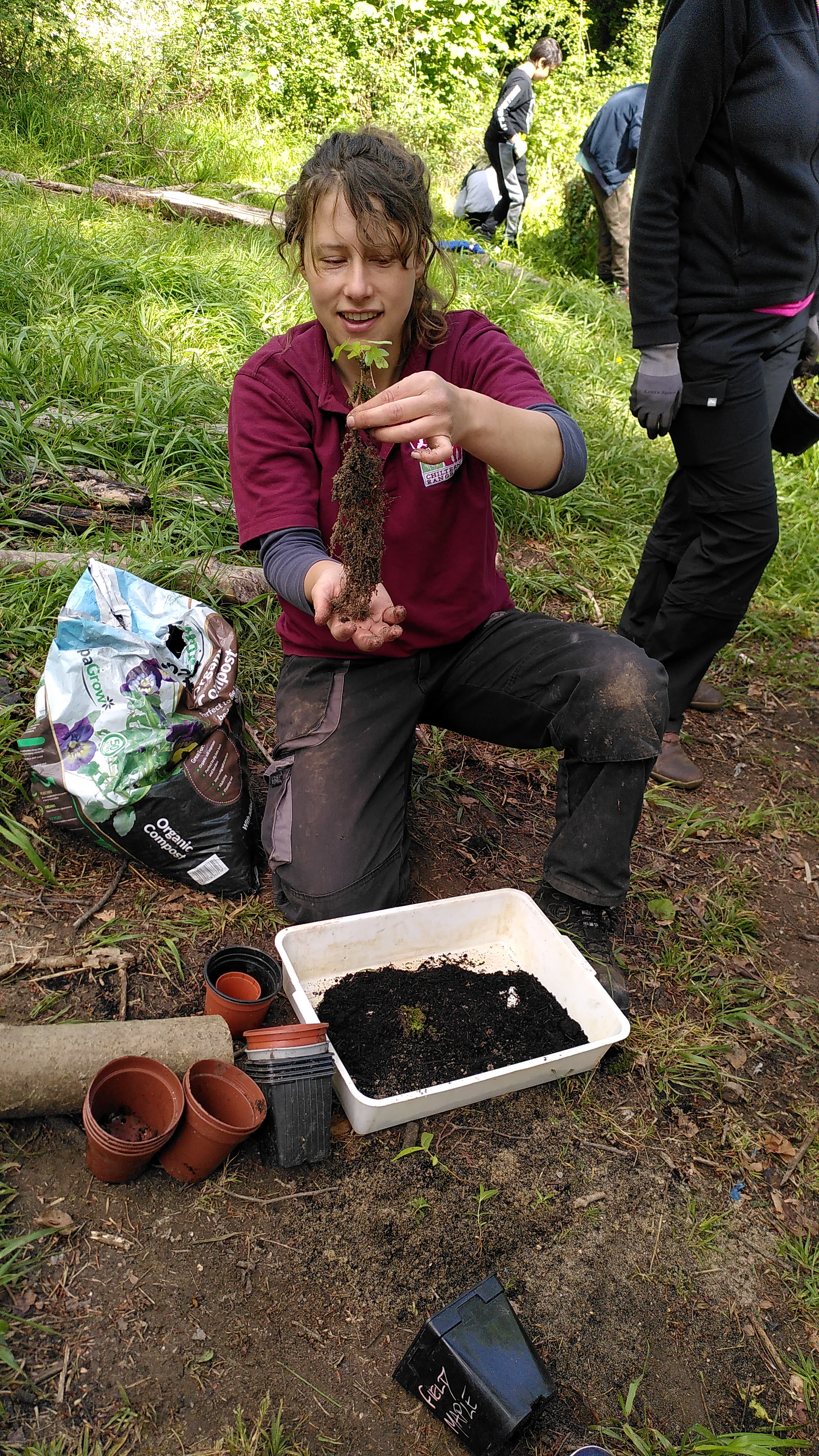 Action research, exploring the viability of local tree care and seed system with Chiltern Rangers CIC, part of Bucks Tree Mission.