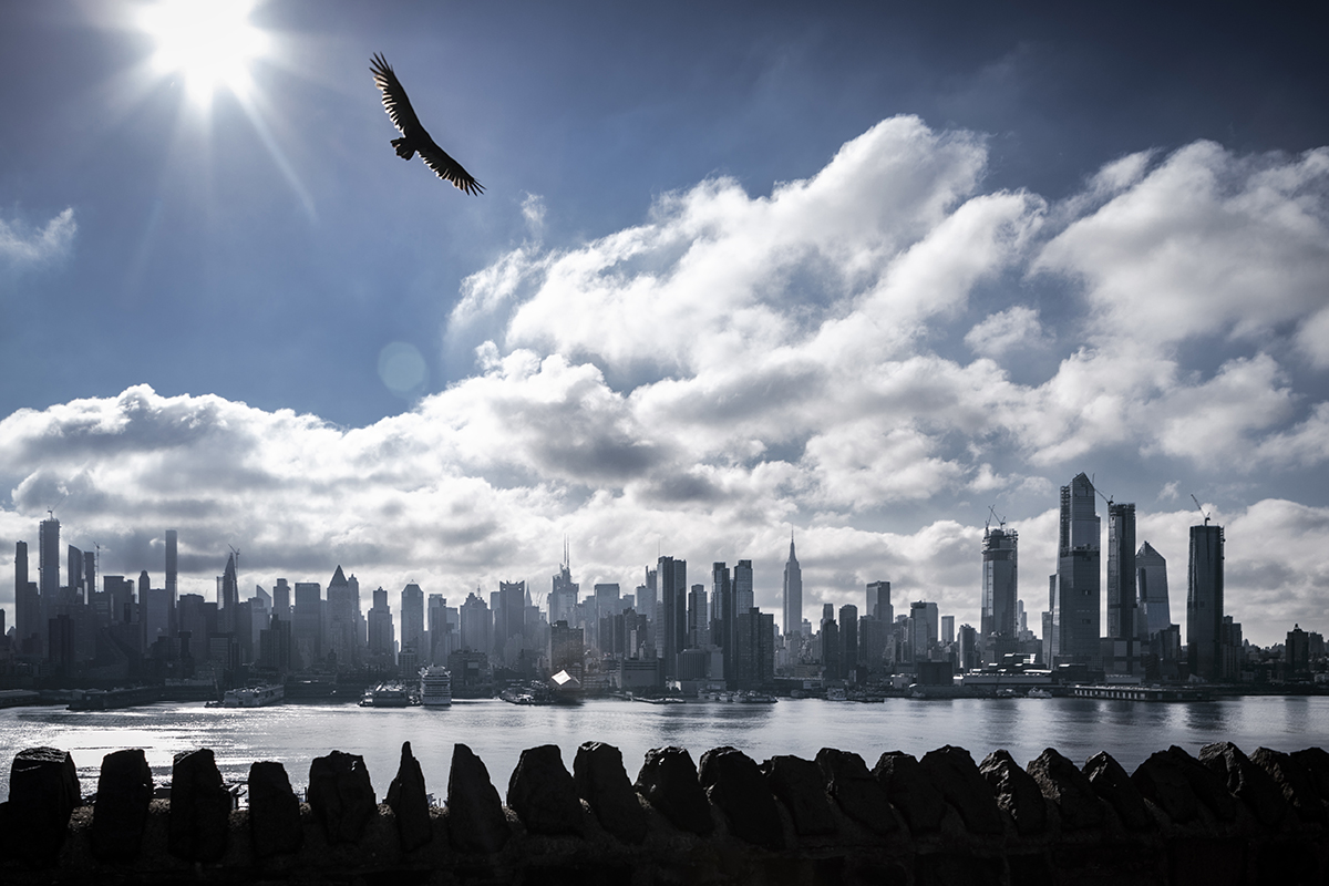 New York, USA, Eagle, Skyline