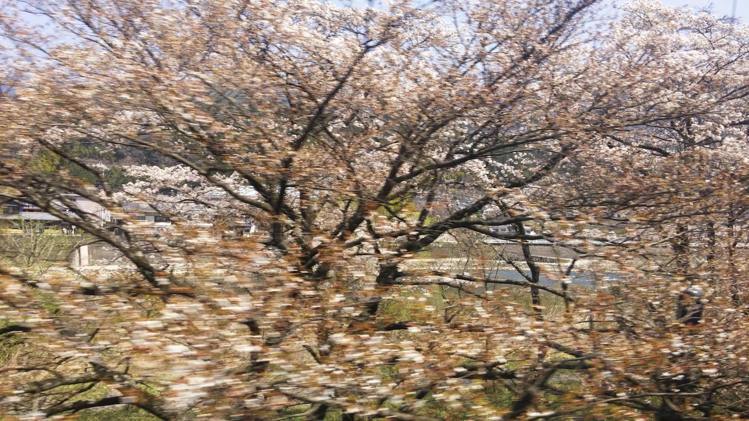 Sakura, Japan, Cherry Blossom Tree, cherry colors