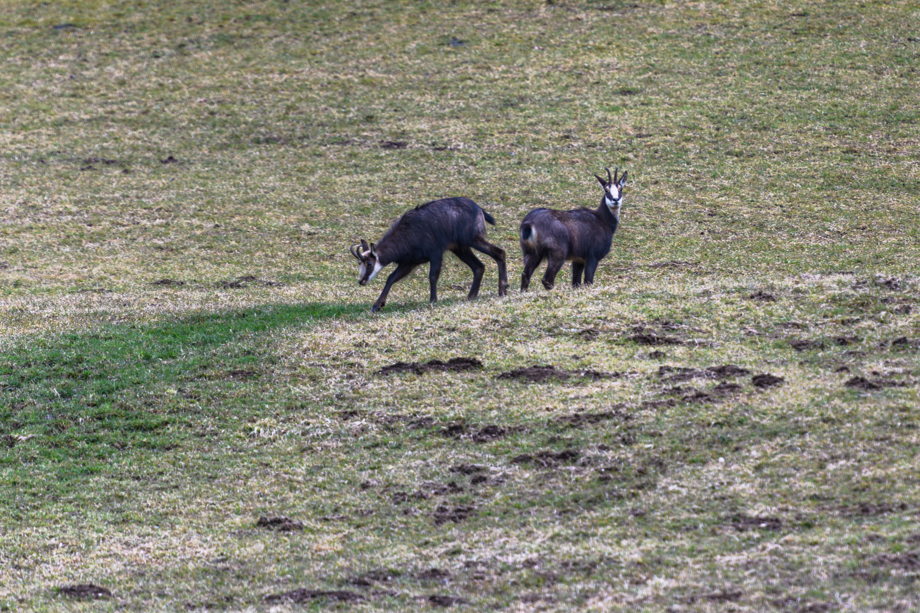 Chamois au bois d'amont dans le Jura