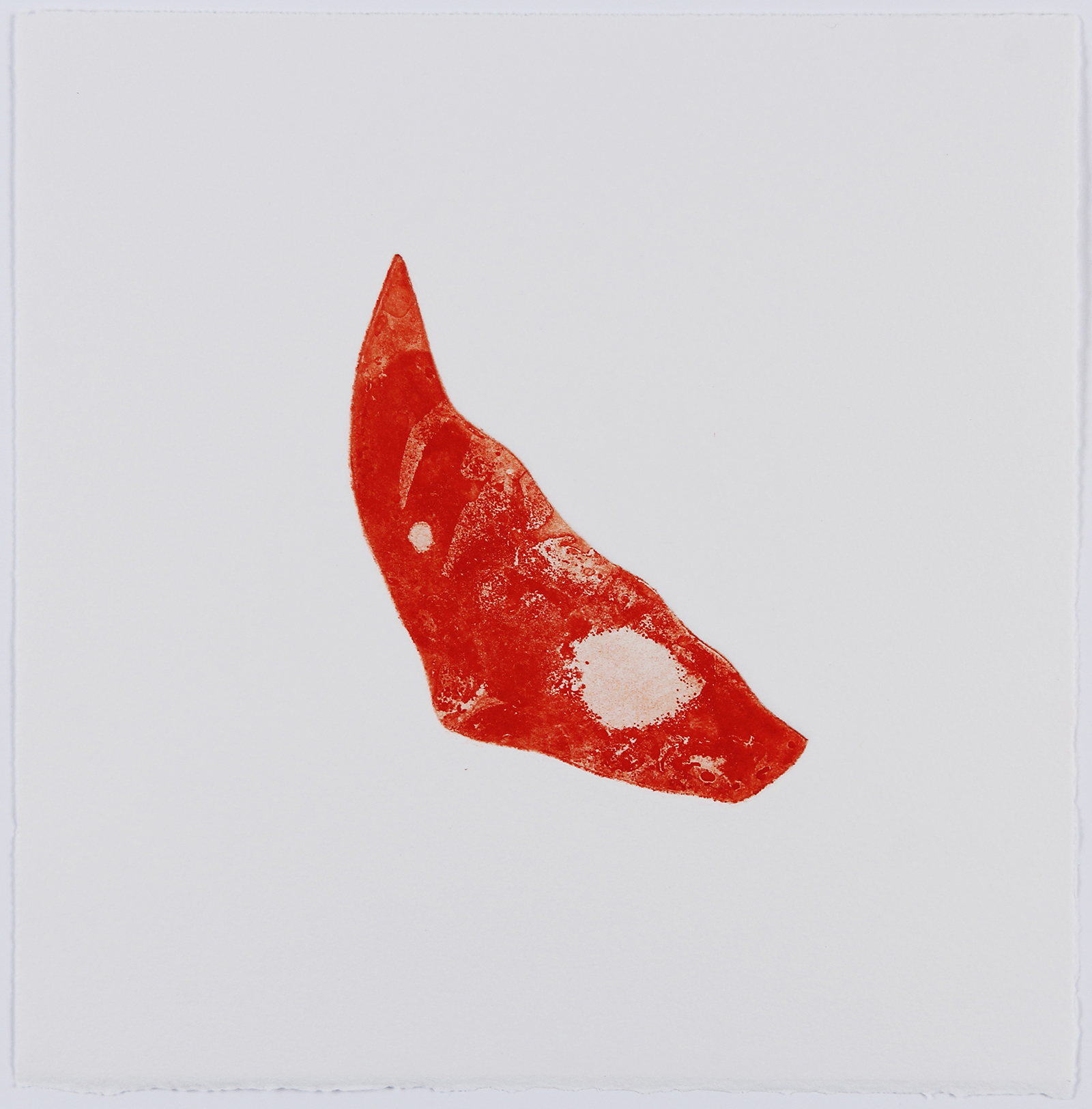Xenophora XI, 2021. Etching on Somerset Satin. 25 x 25cm. 1/2 Varied Edition.