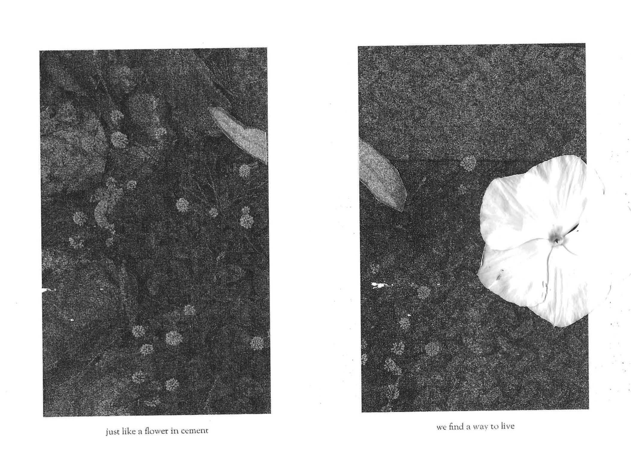 RUDERAL SPECIES — Makena Janssen