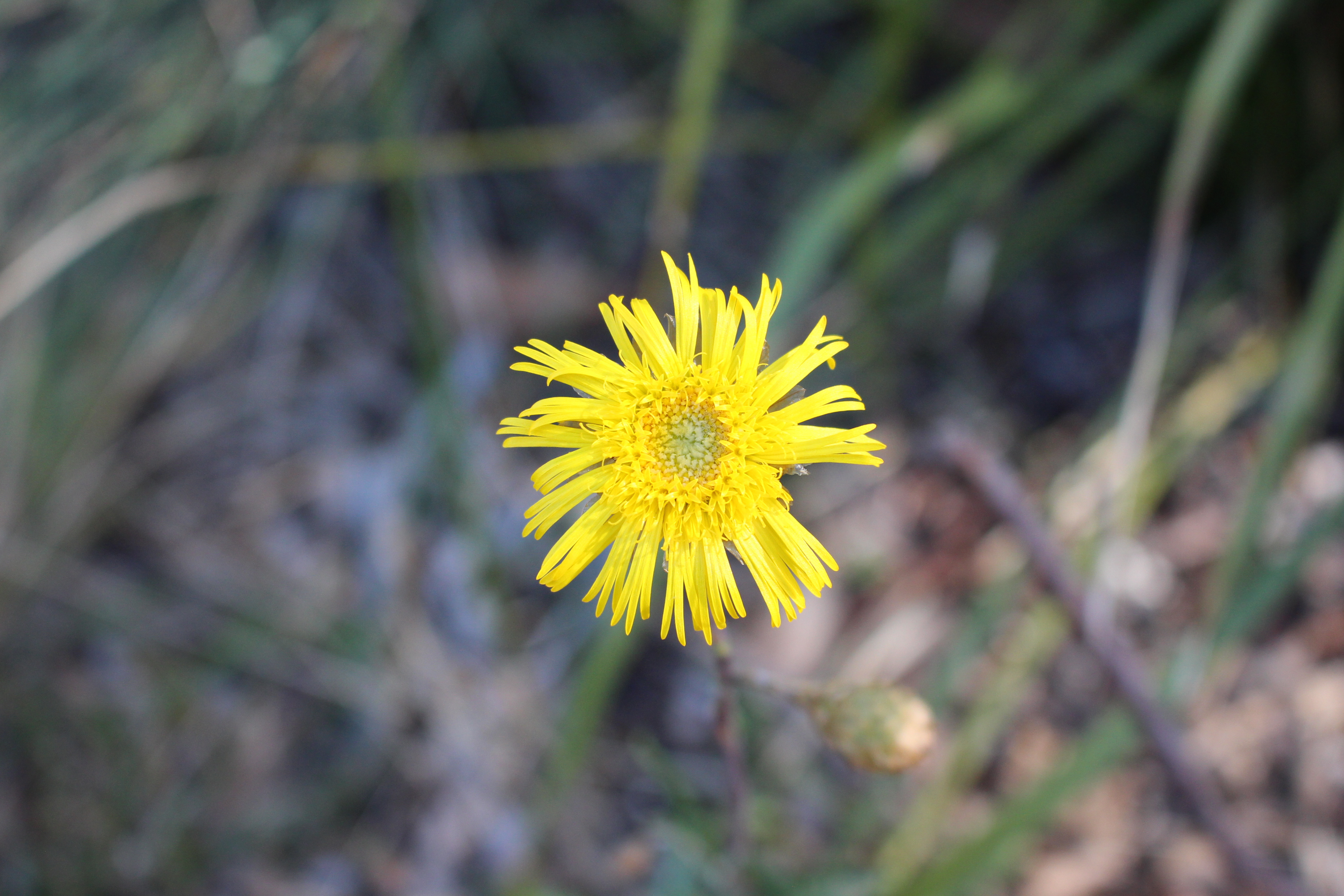 Showy podolepis (Podolepis jacoides)