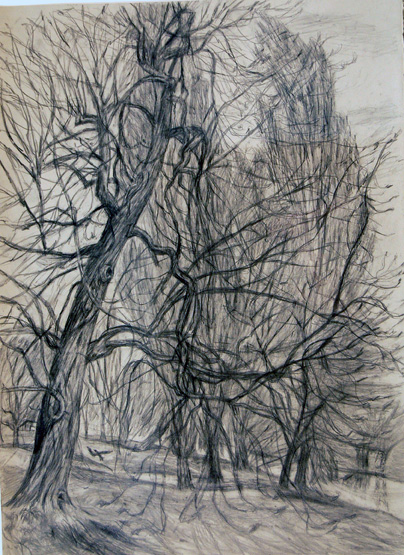 Tree that was cut down, drawing