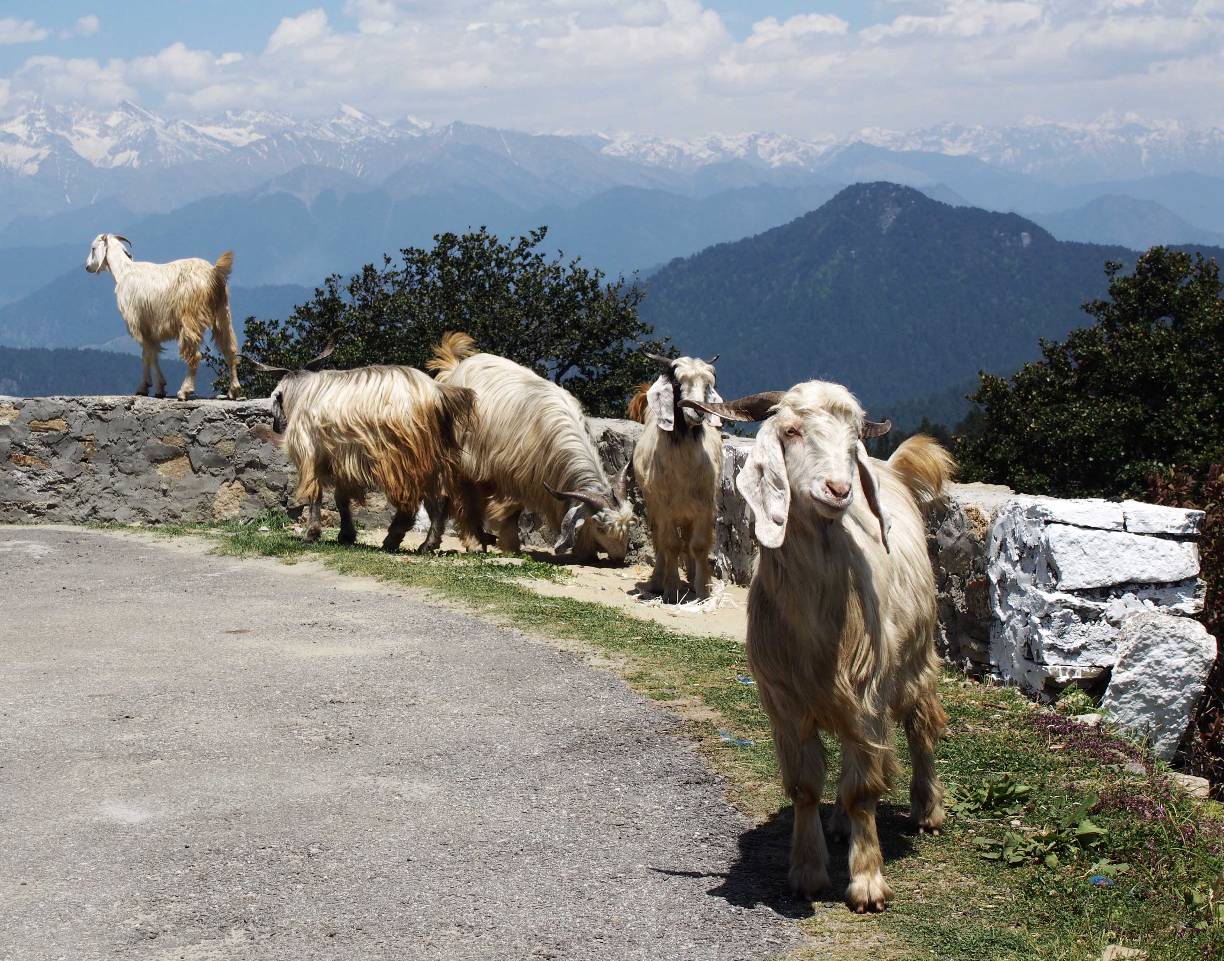 A photo of mountain goats on a platform overlooking mountains.