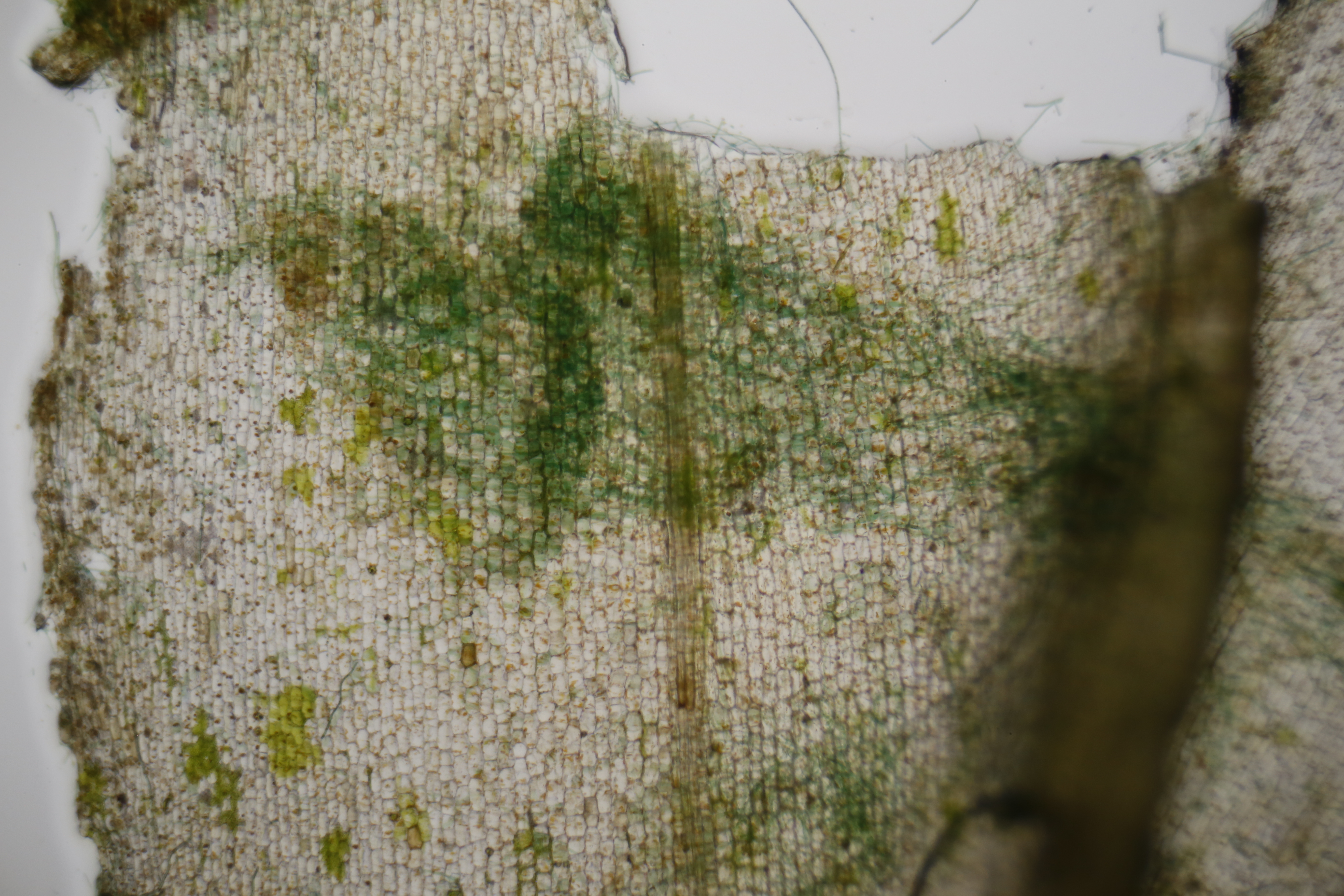 Elodia / Digital Photo