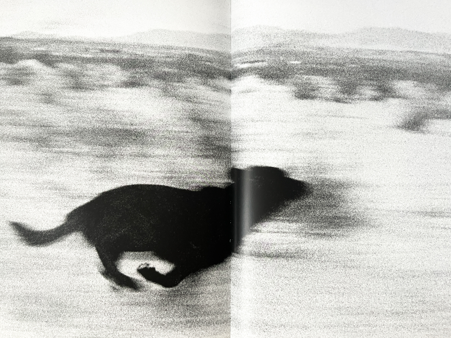 Dogs Chasing My Car in the Desert - John Divola ($220) - In Form