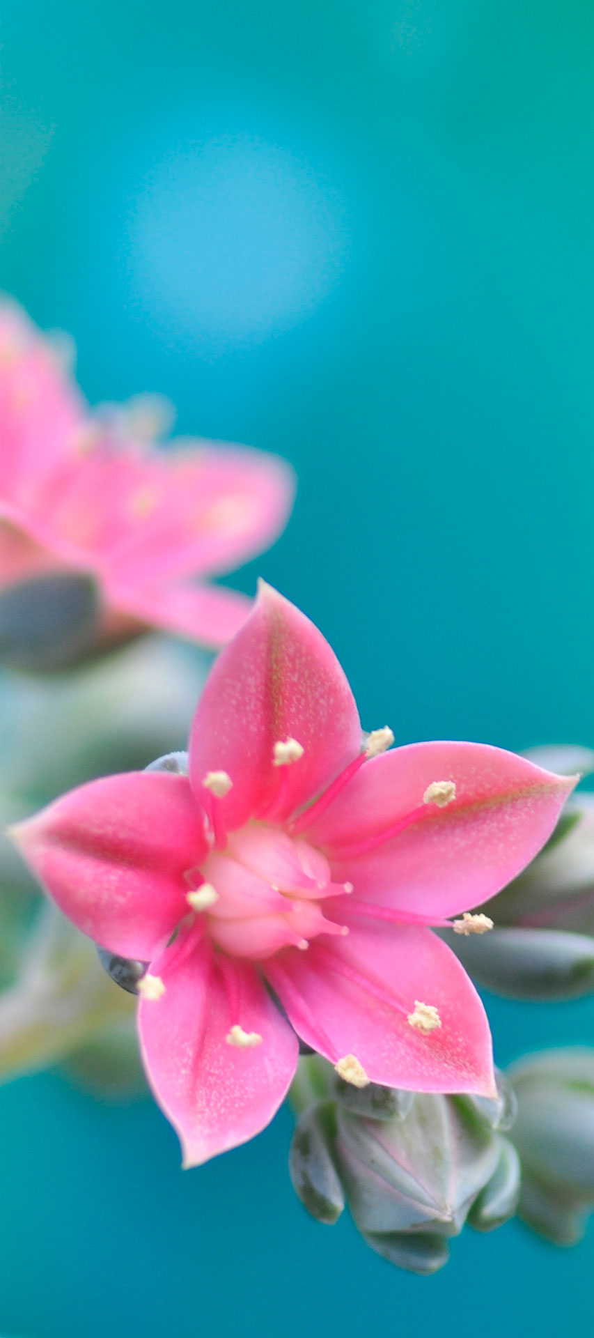 Blütenstern  28cm x 63 cm, verkauft