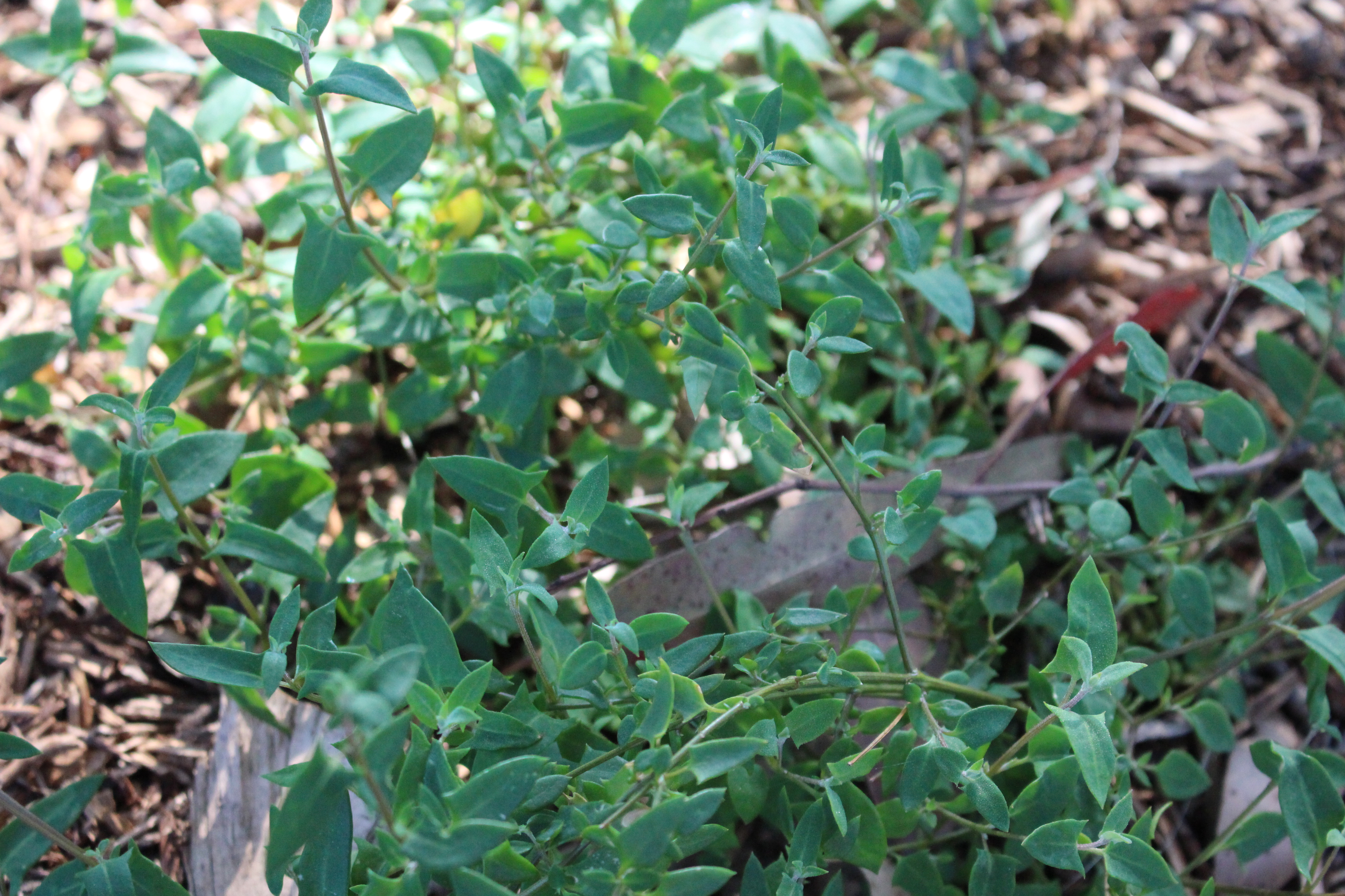 nodding salt bush (einadia nutans ssp. nutans)