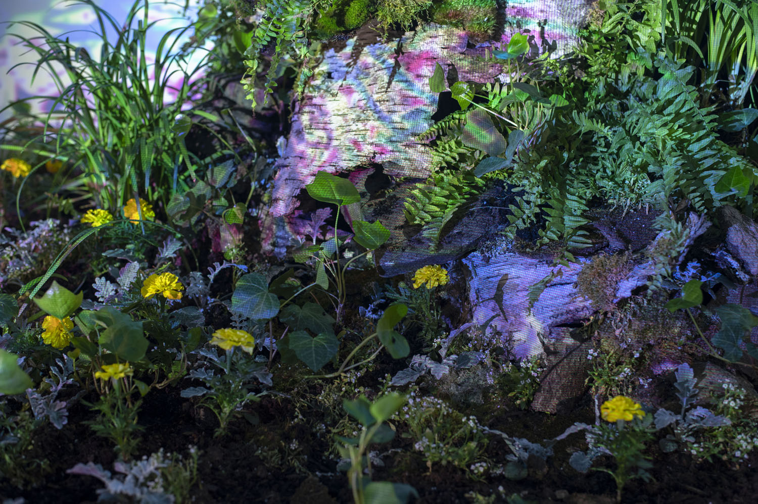 The Ephemeral Poolmoss, rocks, soil, bark, assorted live plants and shrubs, black fabric, pond tub insert, ultrasonic nebulizer, two-channel video projection, four-channel nature audio, dimensions variable, 2022
