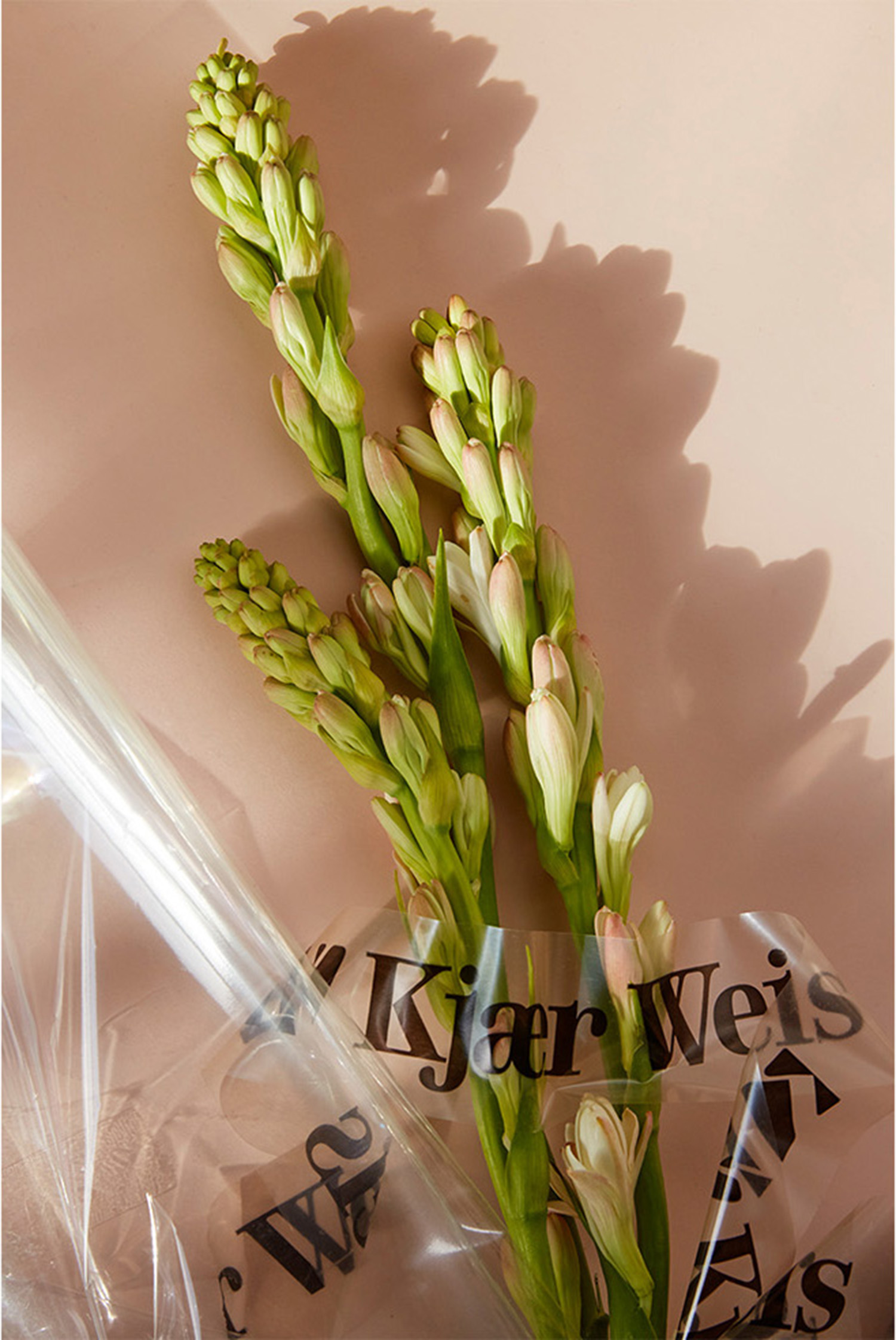 KMA stylist Sara Wacksman designs set for a photo of green flower stems wrapped up in plastic with shadows for Kjaer Weis