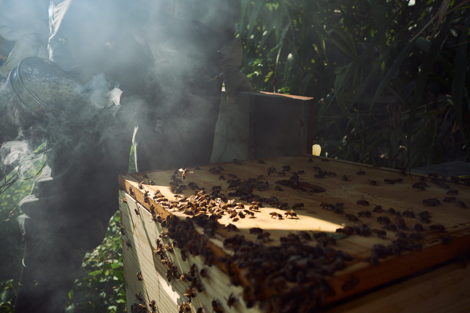 Smoking the hive. A commercial beekeeper uses smoke to calm a 'spicy' beehive during a honey harvest. As a practice that dates back to antiquity, smoking the hive serves to suppress the defensive instincts of the honey bees, ideally allowing beekeepers to open, look over, and intervene in the hive without being attacked.