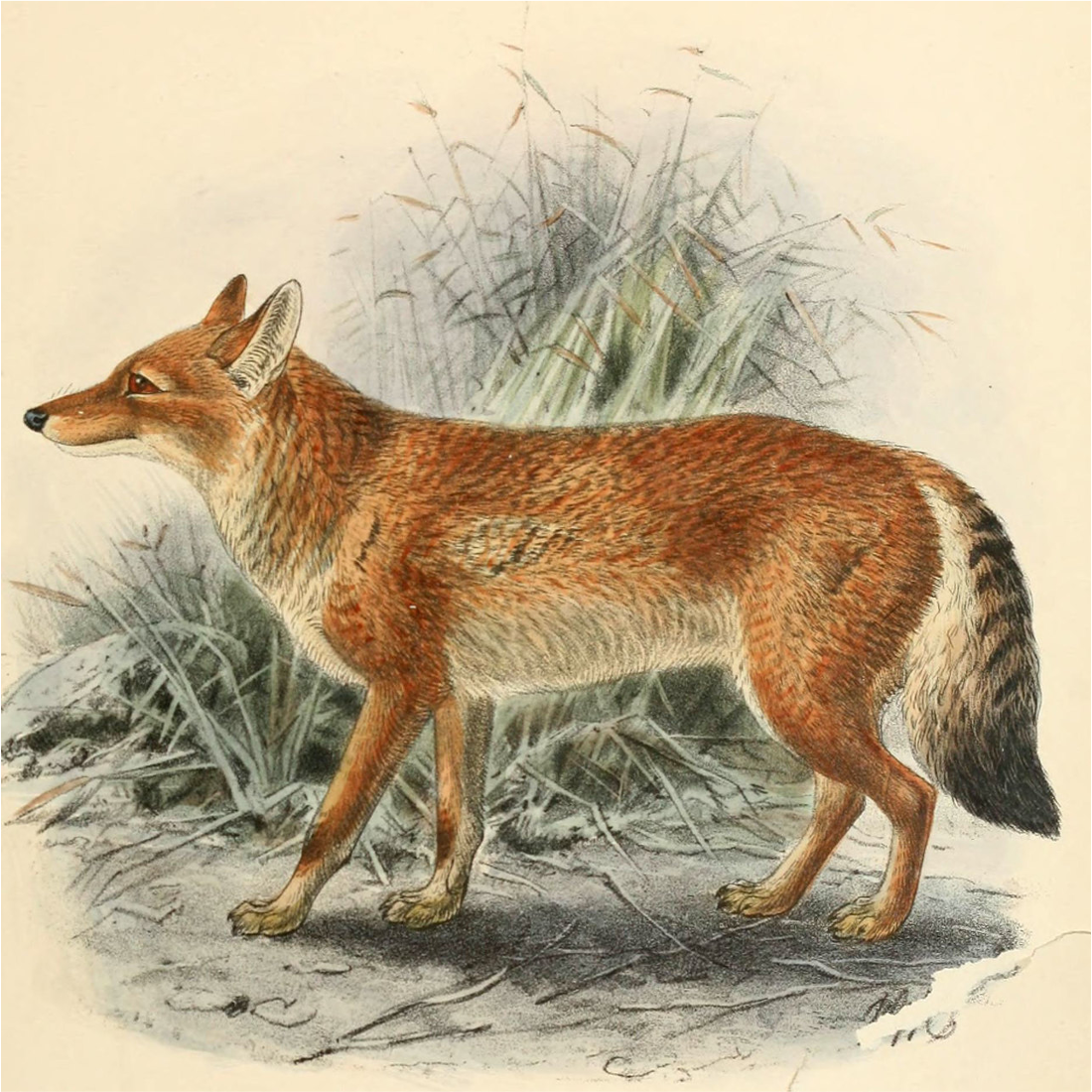 J. G. Keulemans, print from St. George Mivart, Dogs, jackals, wolves, and foxes London R.H. Porter 1890