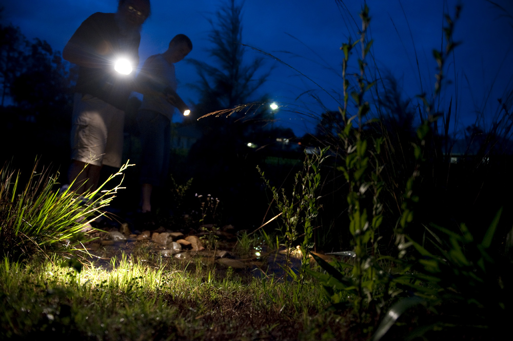 Bufo Marinus hunt Queensland, Australia
