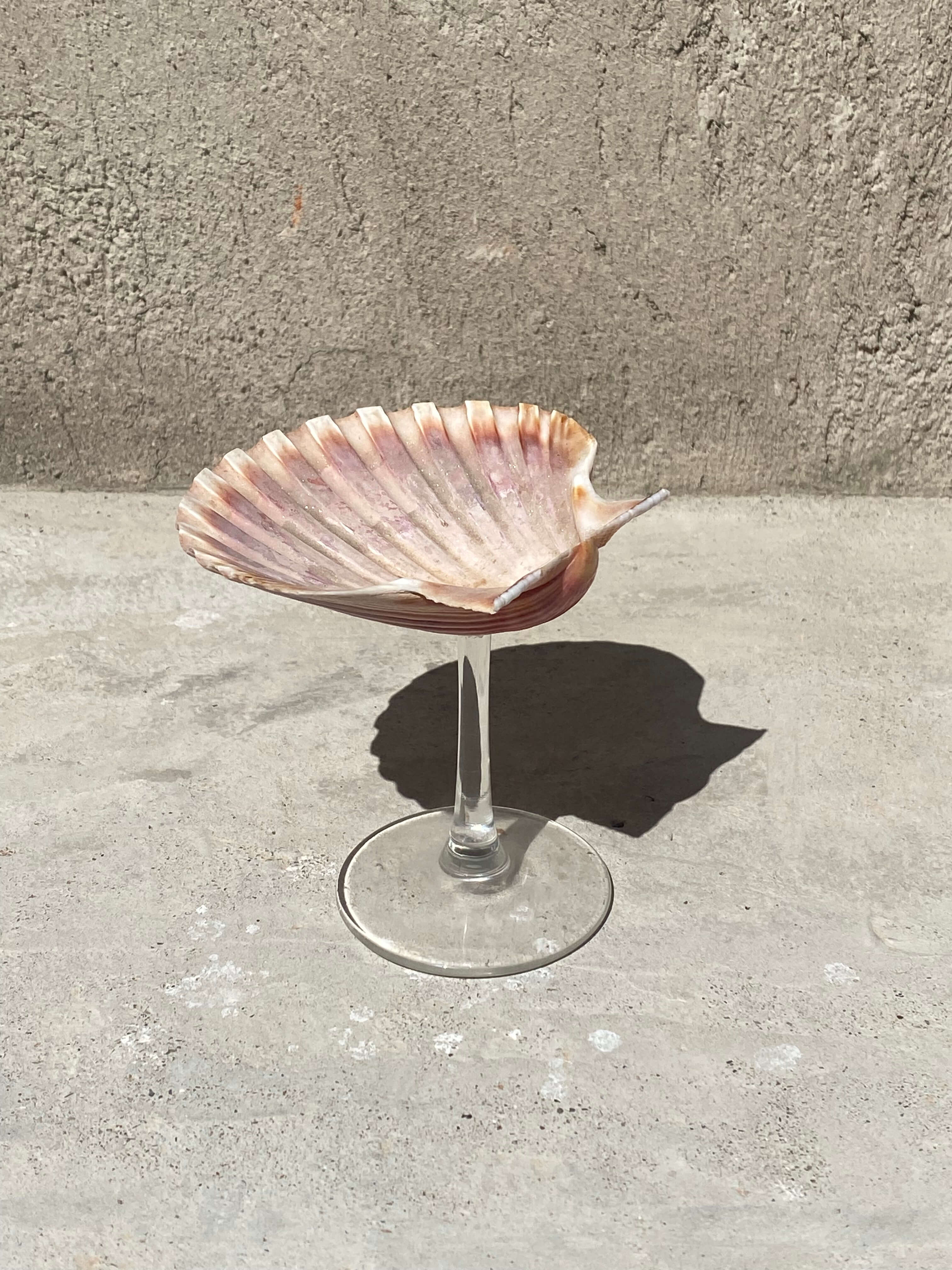 Seashell glass on concret background
