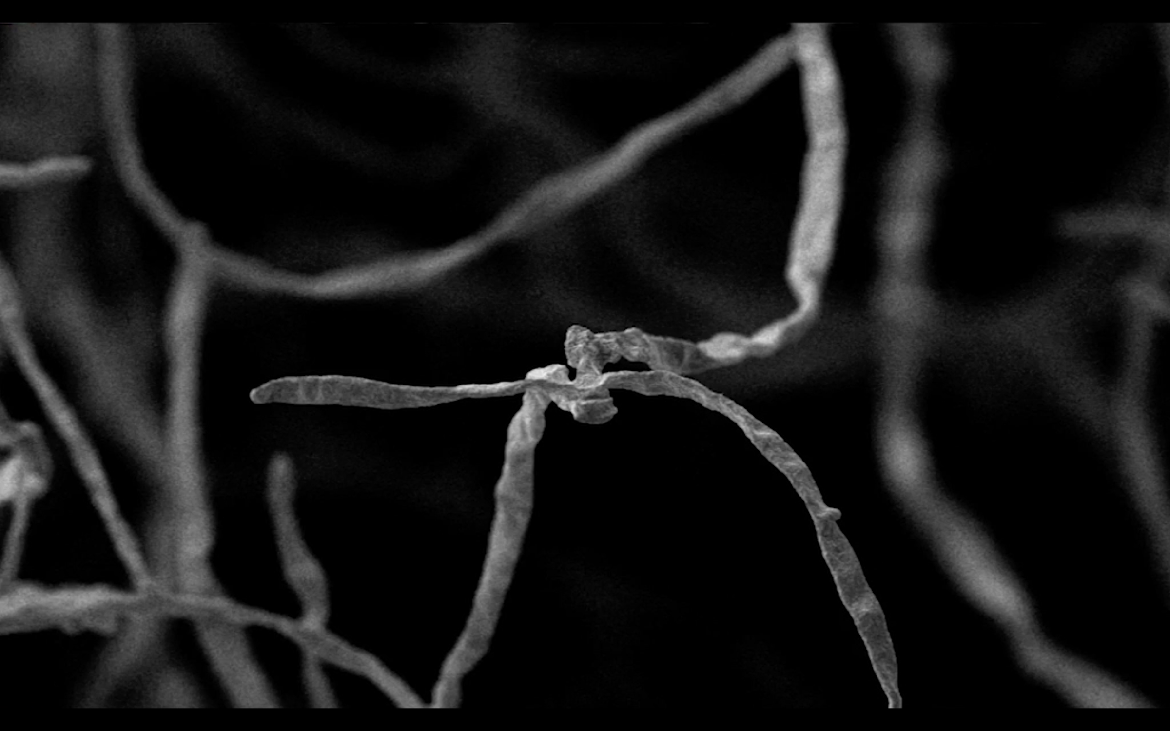 Film still from Colonies of discrete hyphae stitching the world into existence, 2021, Slade School of Fine Art Graduate Exhibition  1:00hr, played on loop 
