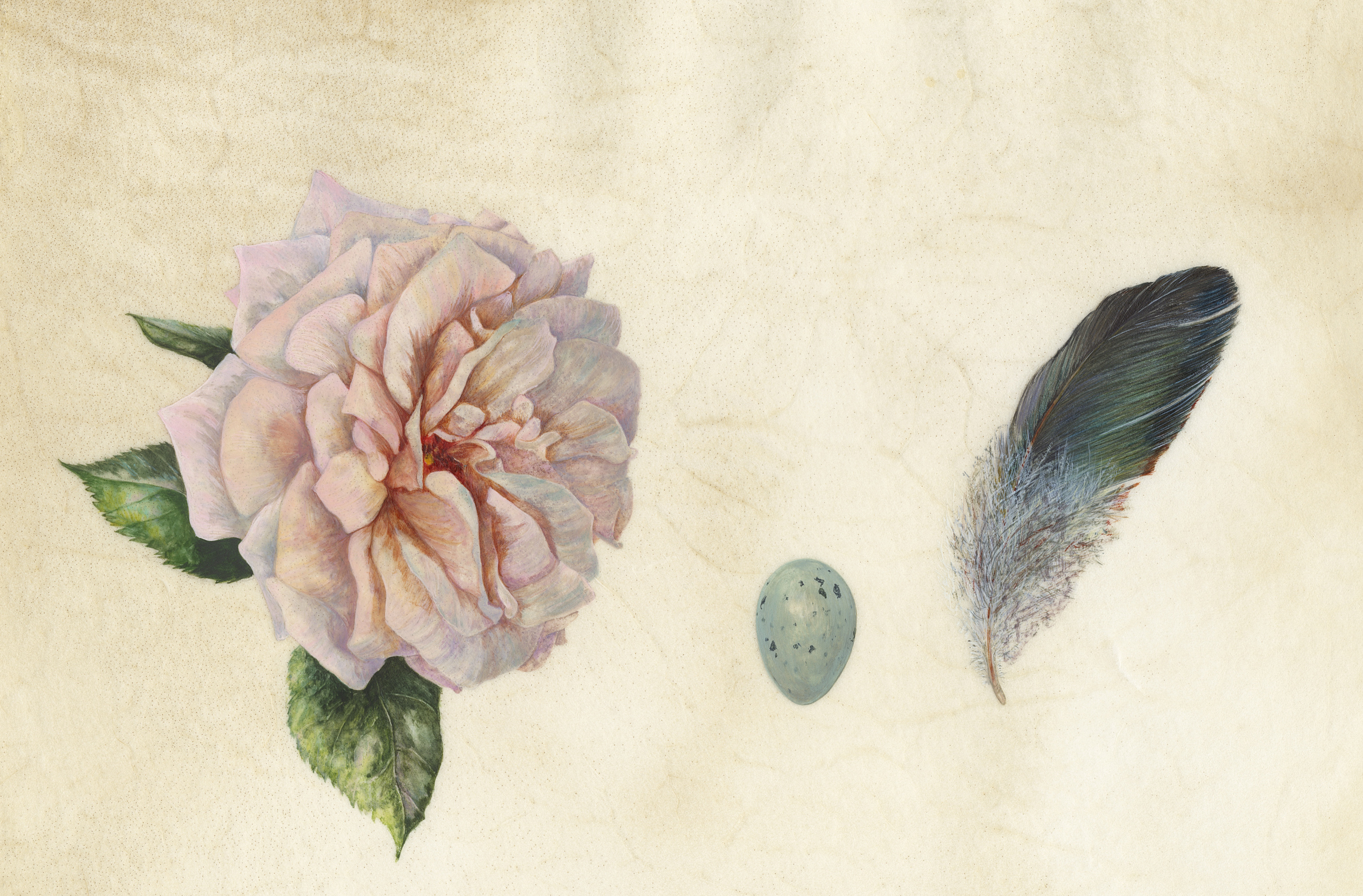 Rose, thrushes egg and feather