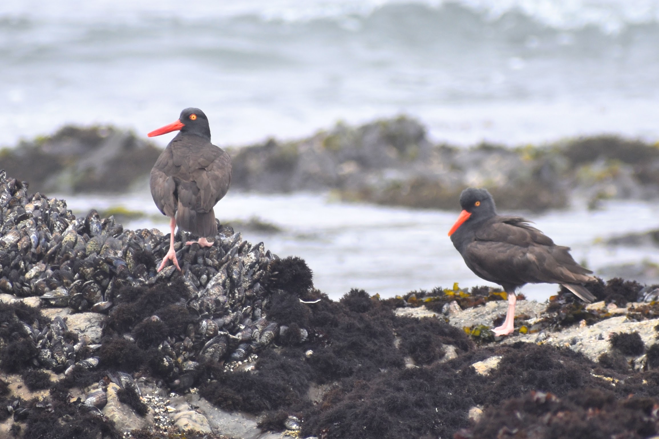Black Oystercatchers, Moss Beach, CA