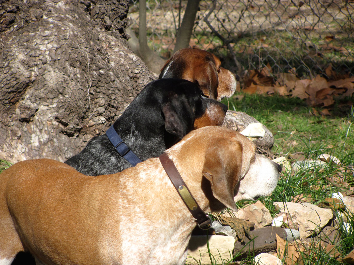 Three hounds sitting on a porch...