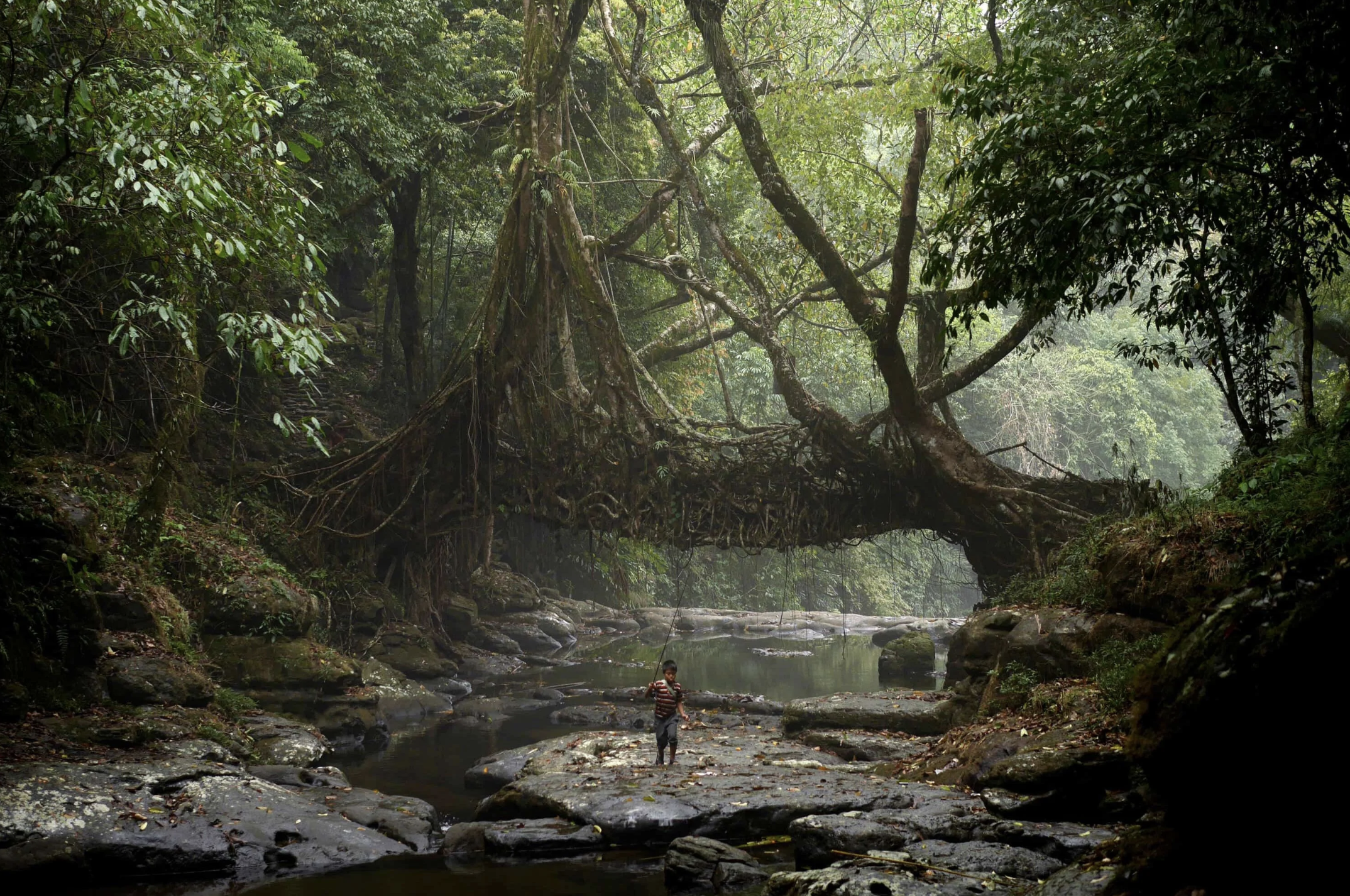 Meghalaya living root bridges