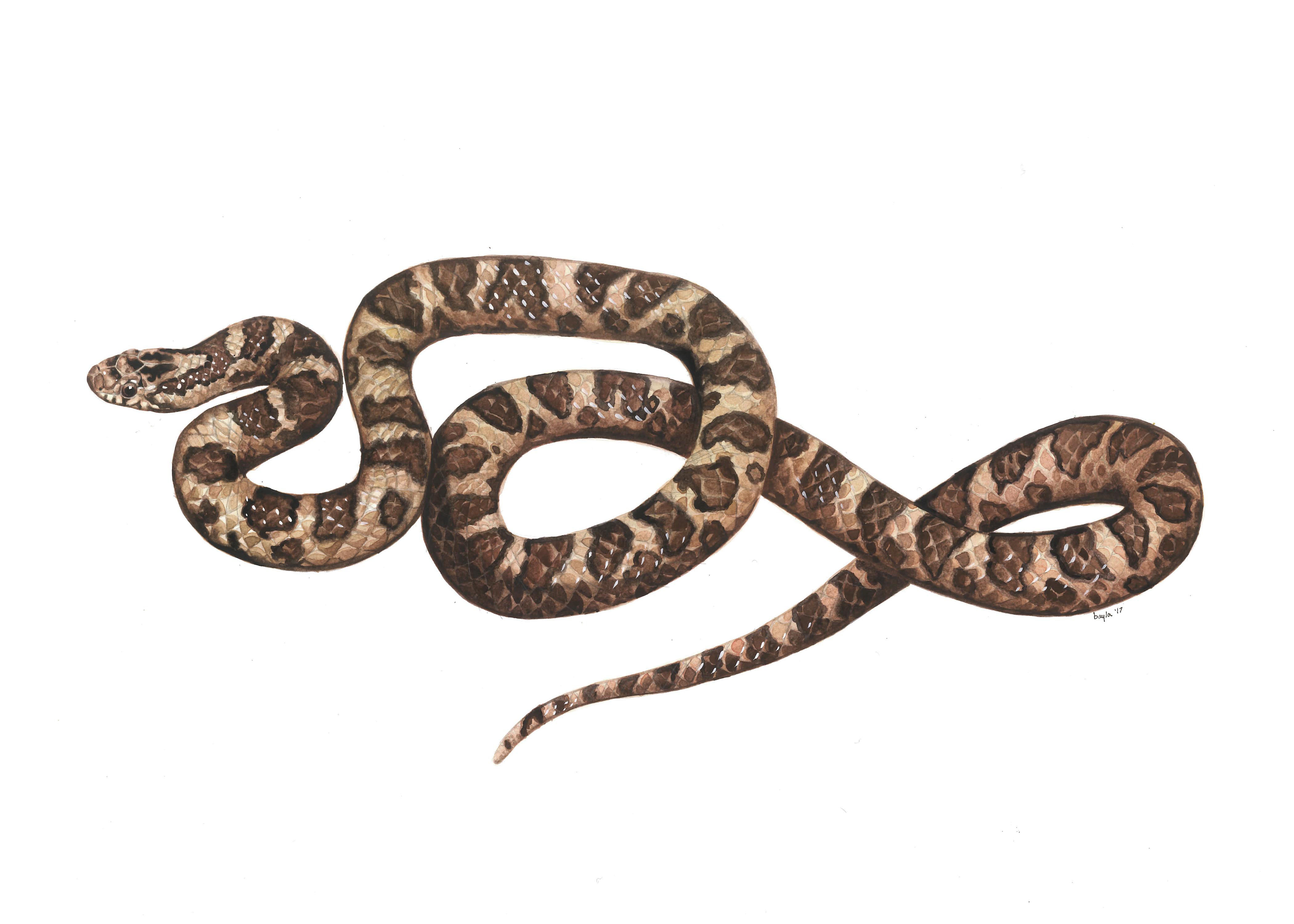 Eastern Milk SnakeFor Yale Peabody MuseumWatercolor2017SOLD