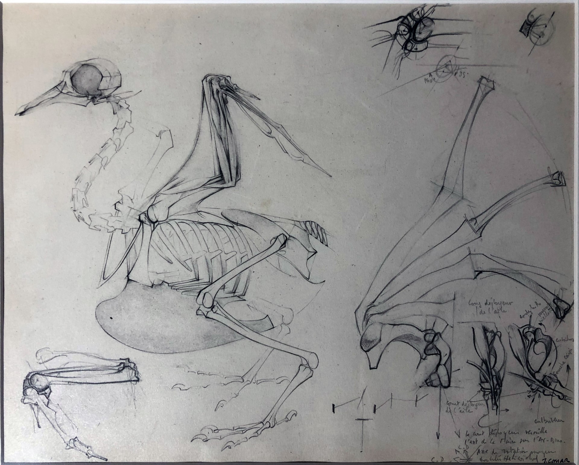 Dessins contre nature, Philippe Comar