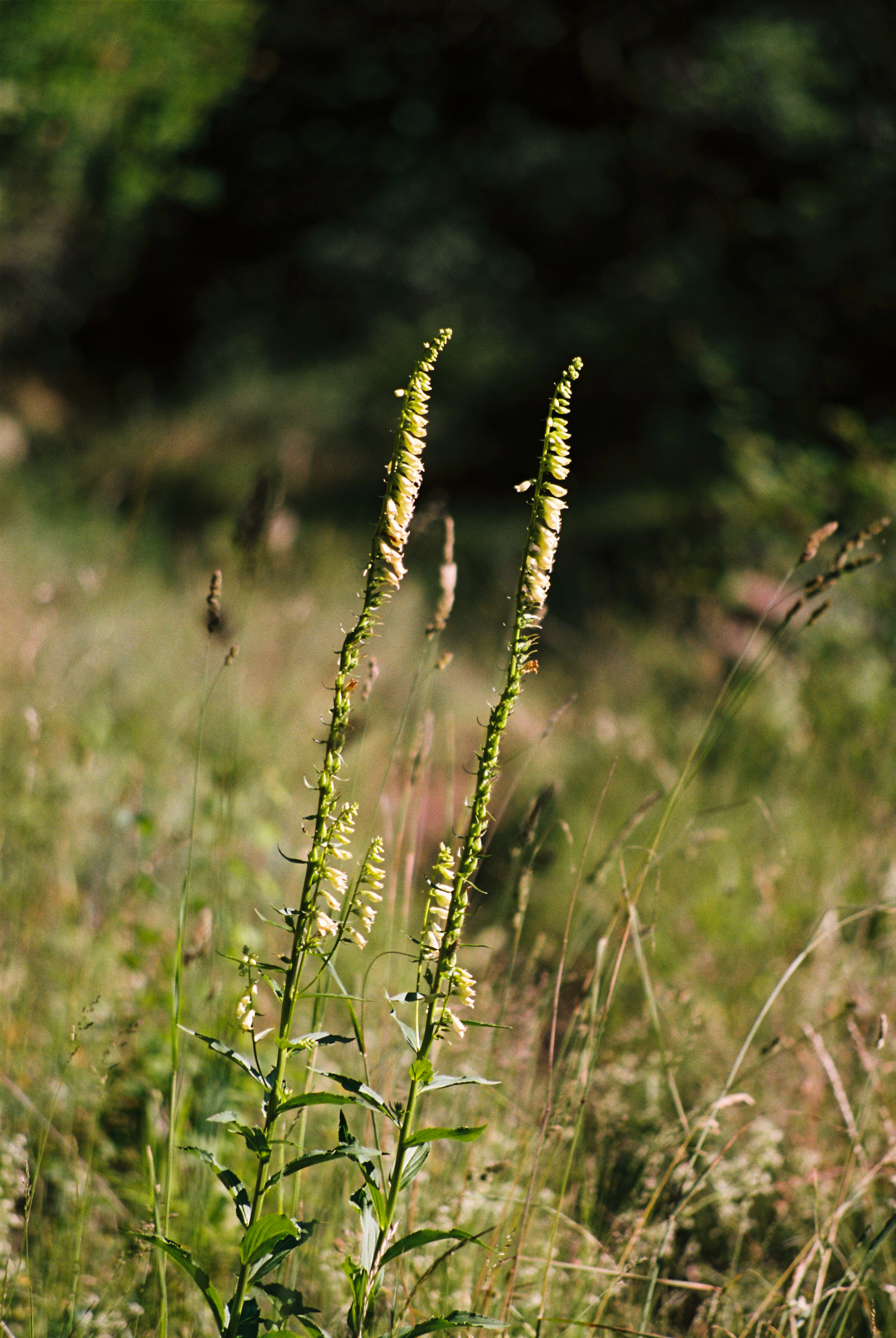 Diary, Flowers and Plants