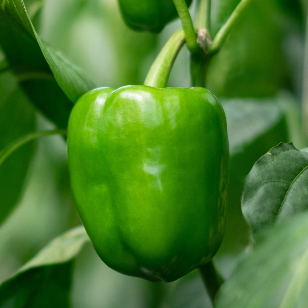 Green bell pepper handing from stem