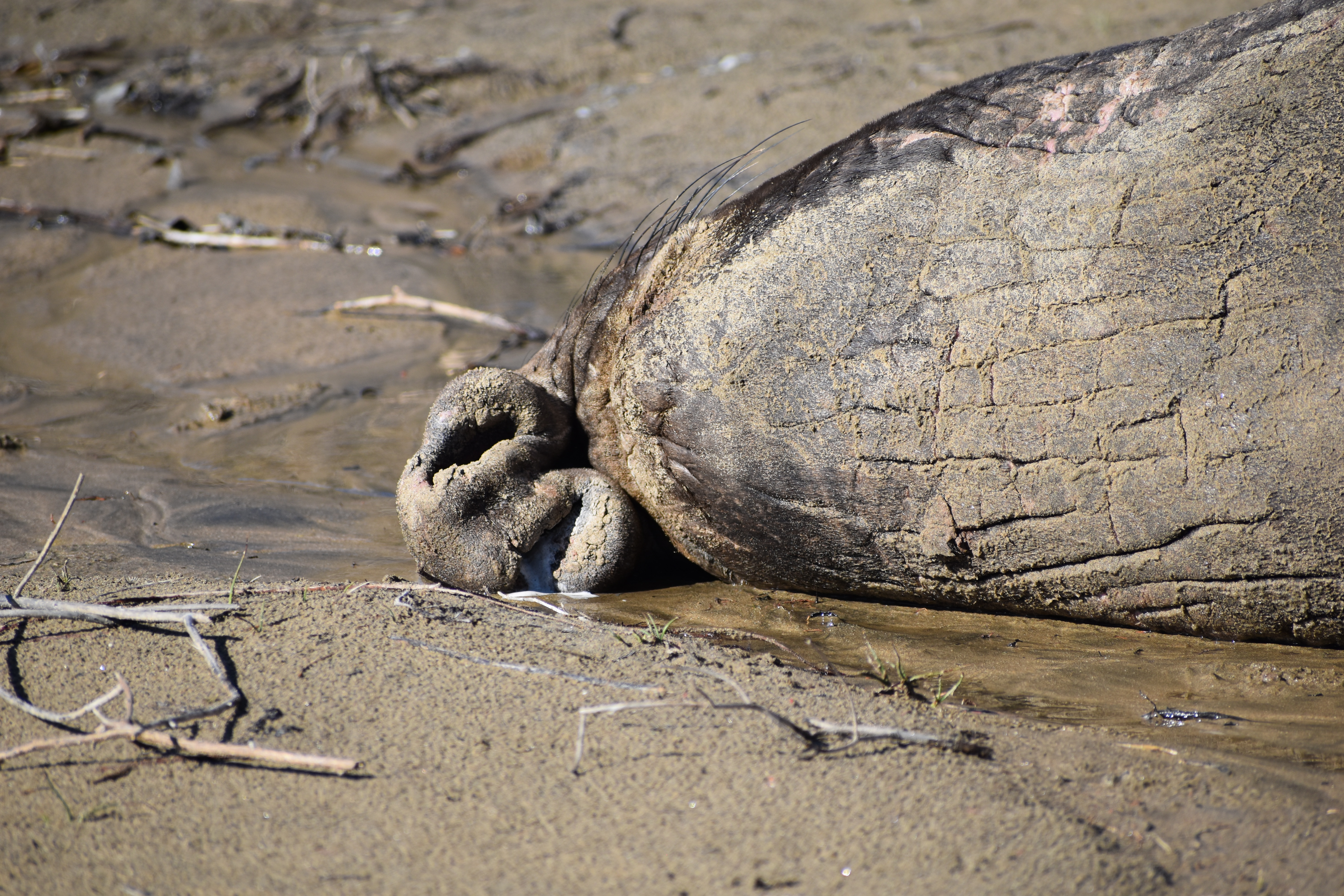 Elephant Seal, Año Nuevo, CA