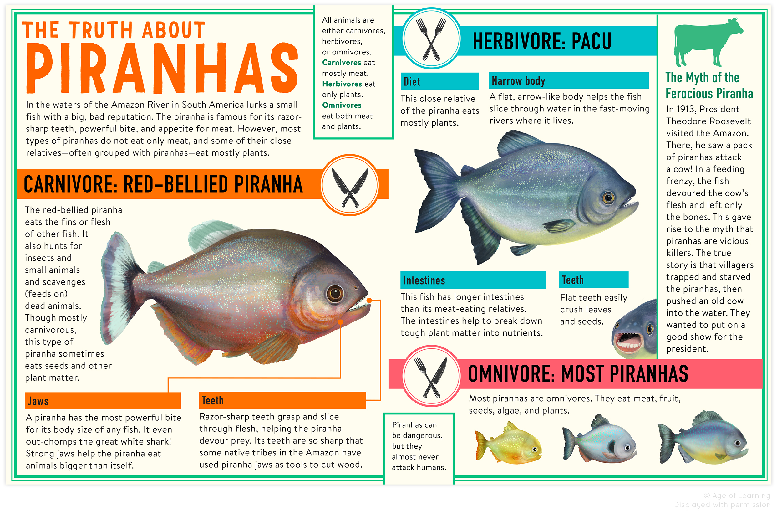 PIRANHAS  Piranha Illustrations by Paige Pooler