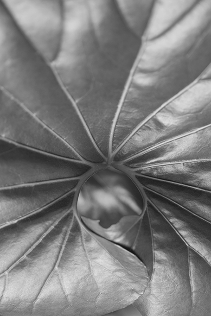 carina martins, herbarium - leaf with geometric form