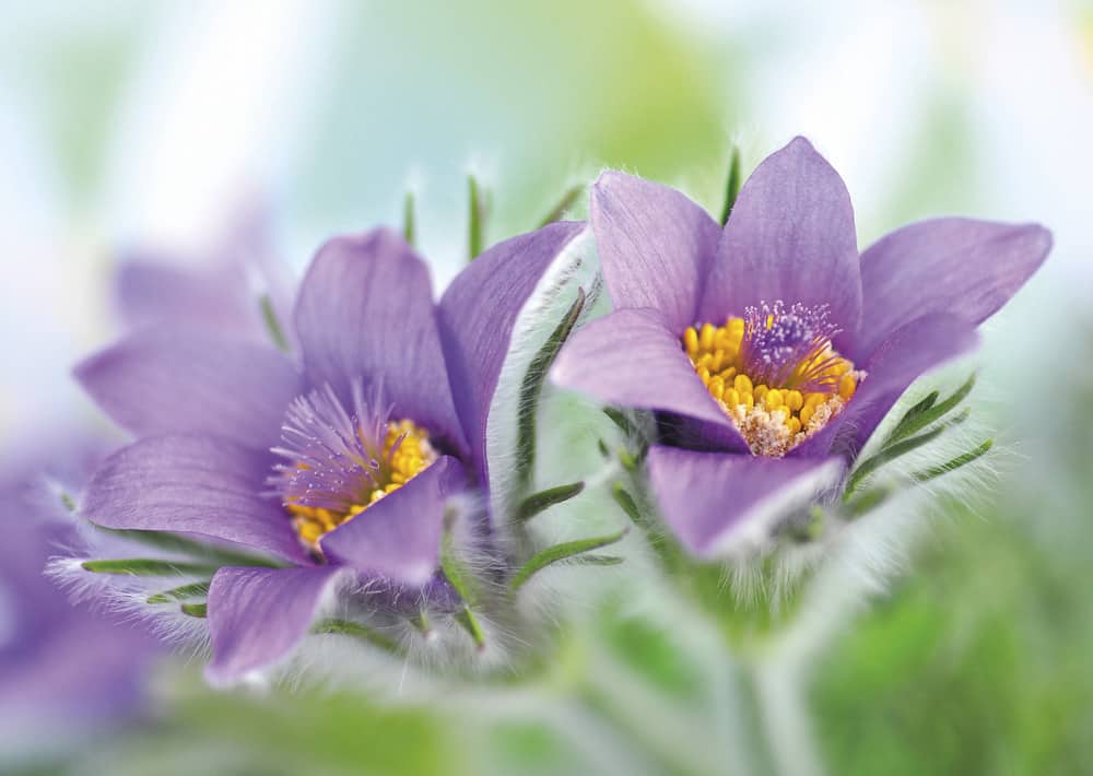 Nr. 113 Pelzanemone / Pulsatilla / nur noch 3 Stück