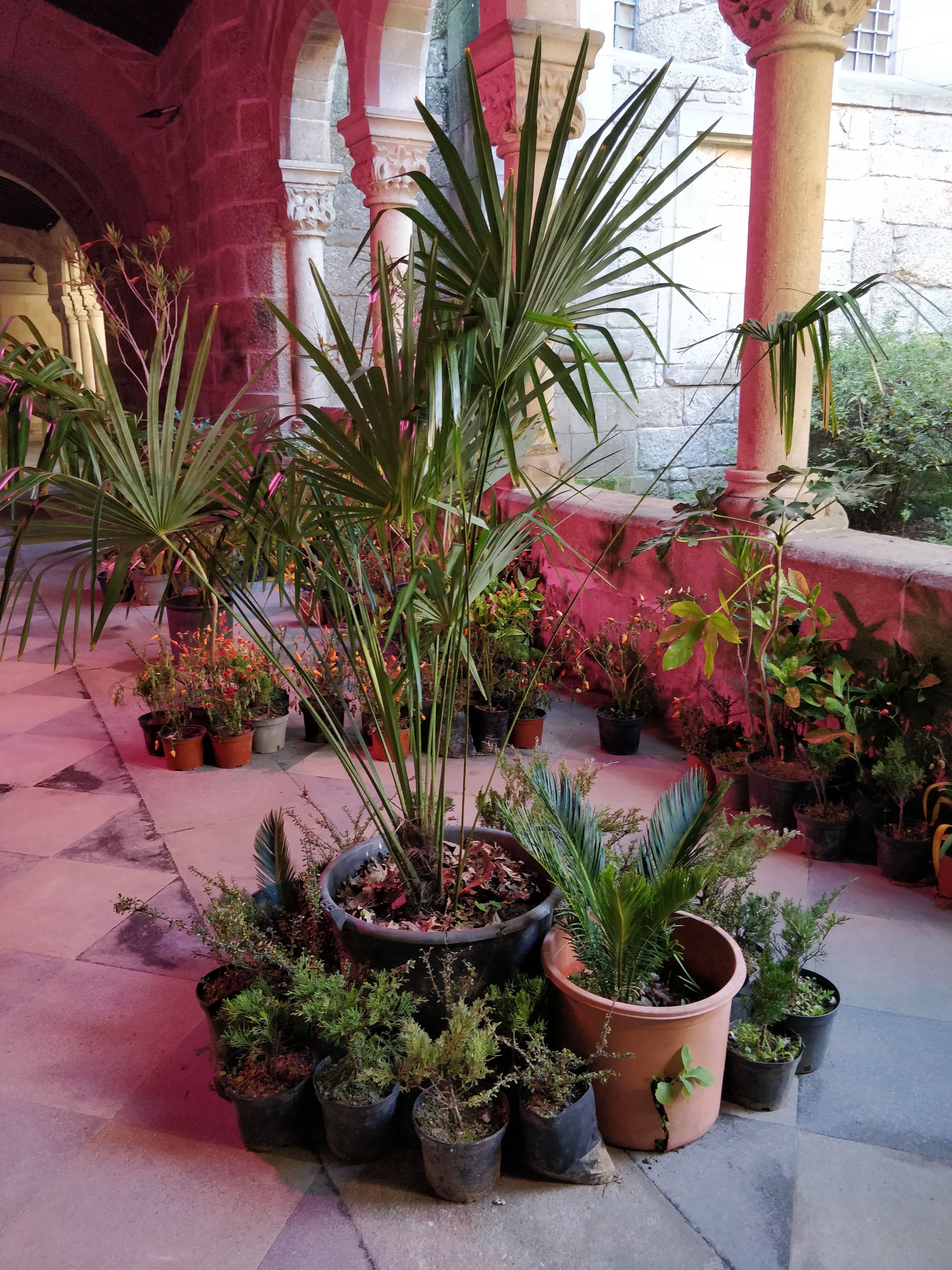 Futuristic Plant Arrangement, 2022