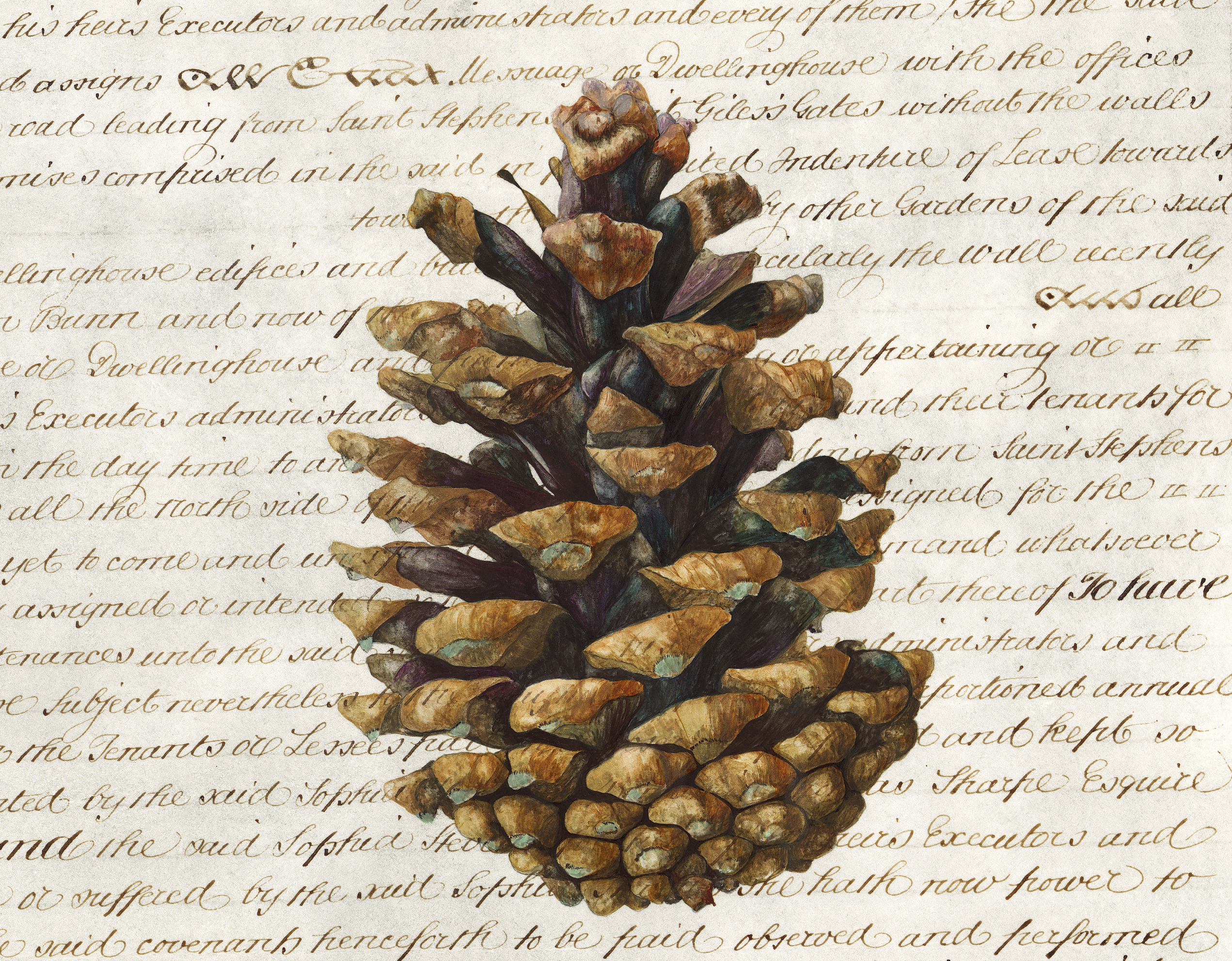 Palimpsest Fir cone