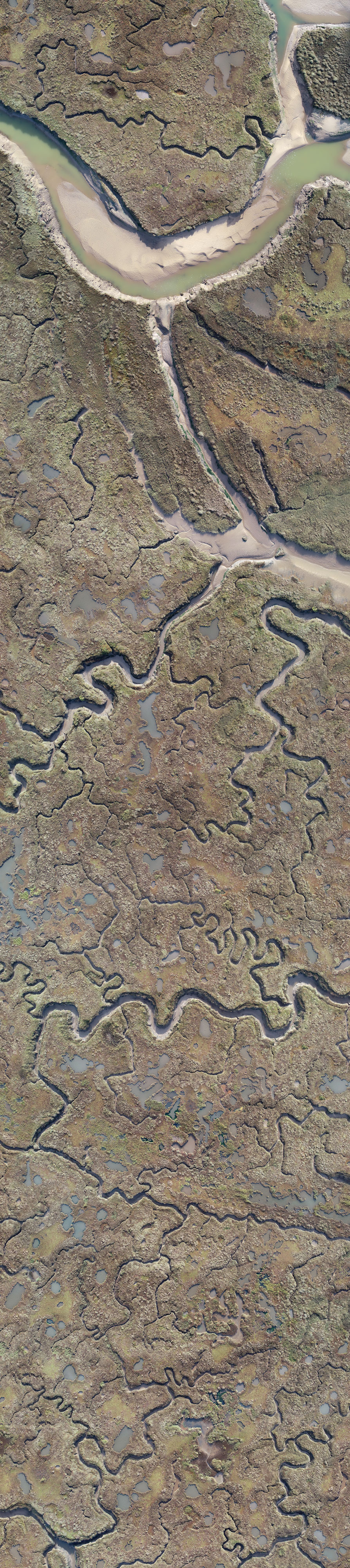 Marshland, digital print, 447 x 100 cm