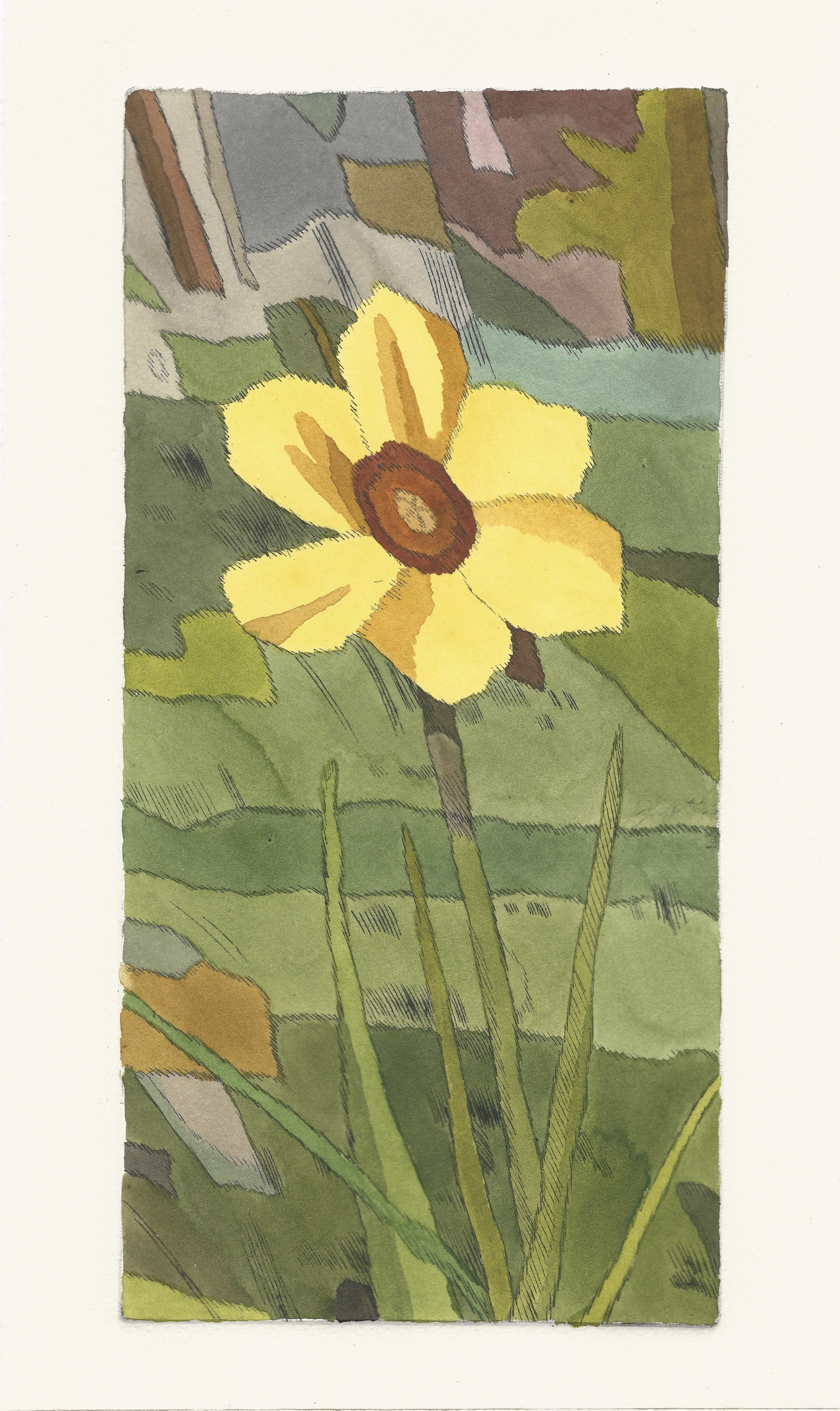 Daffodil, drypoint etching and watercolour on paper