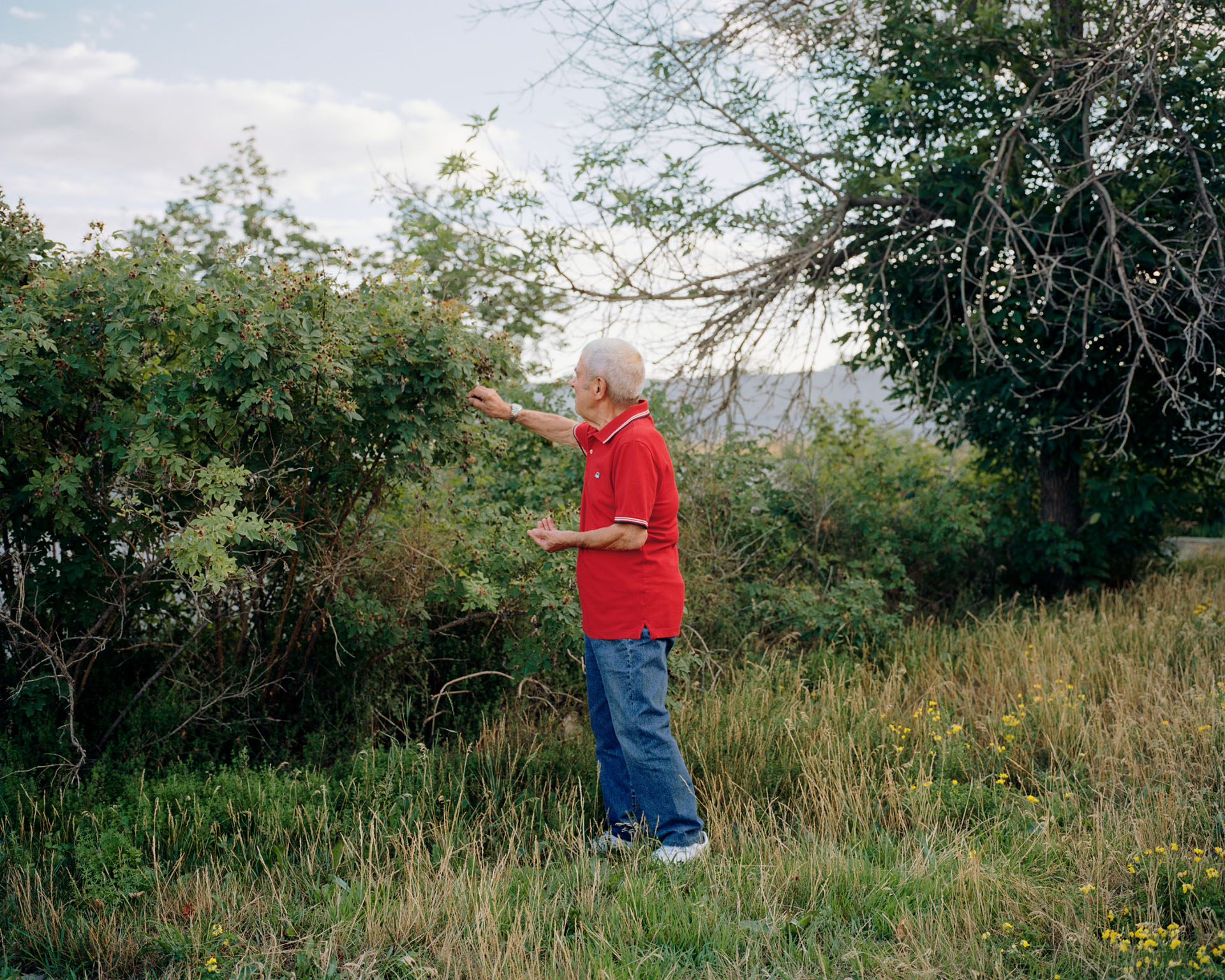 Dad Picking Berries on Britannia Street, Summer 2020, 40 x 50 inches/pouces, digital inkjet print, impression jet d'encre numérique, Goose Village, 2022
