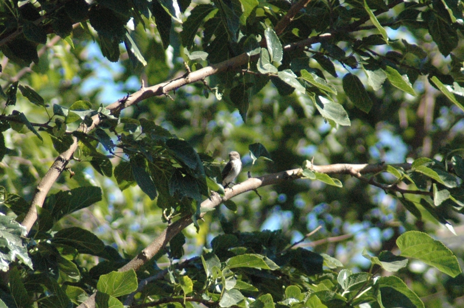 12.09.2013, Orta Bahçe(Dut)