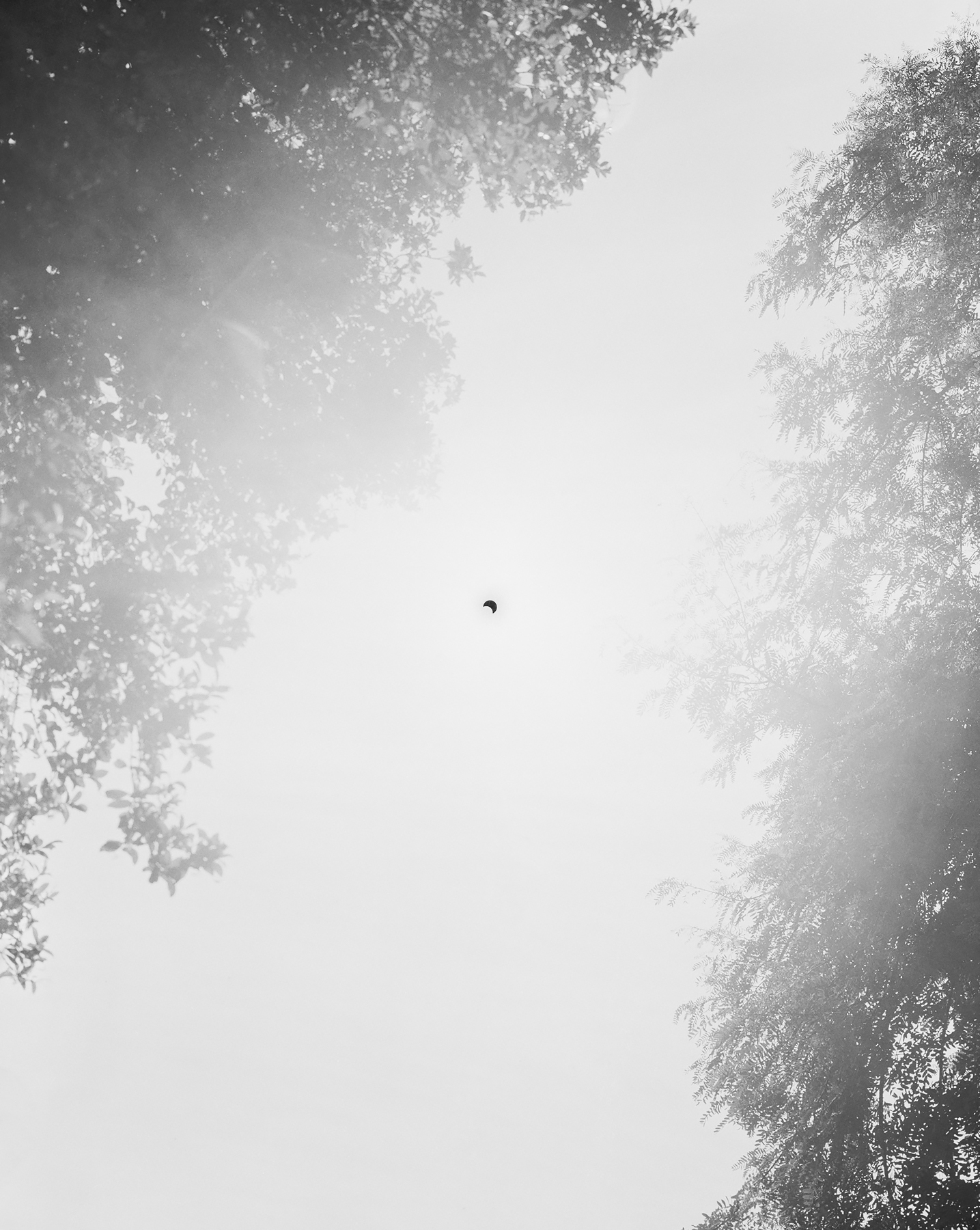 View of Annular Eclipse Above my Studio. October 14, 2023