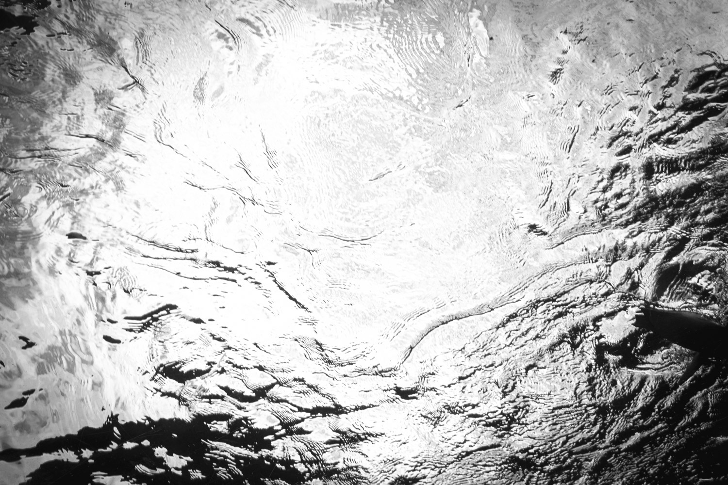 Penguins at Play — Marie Schultz