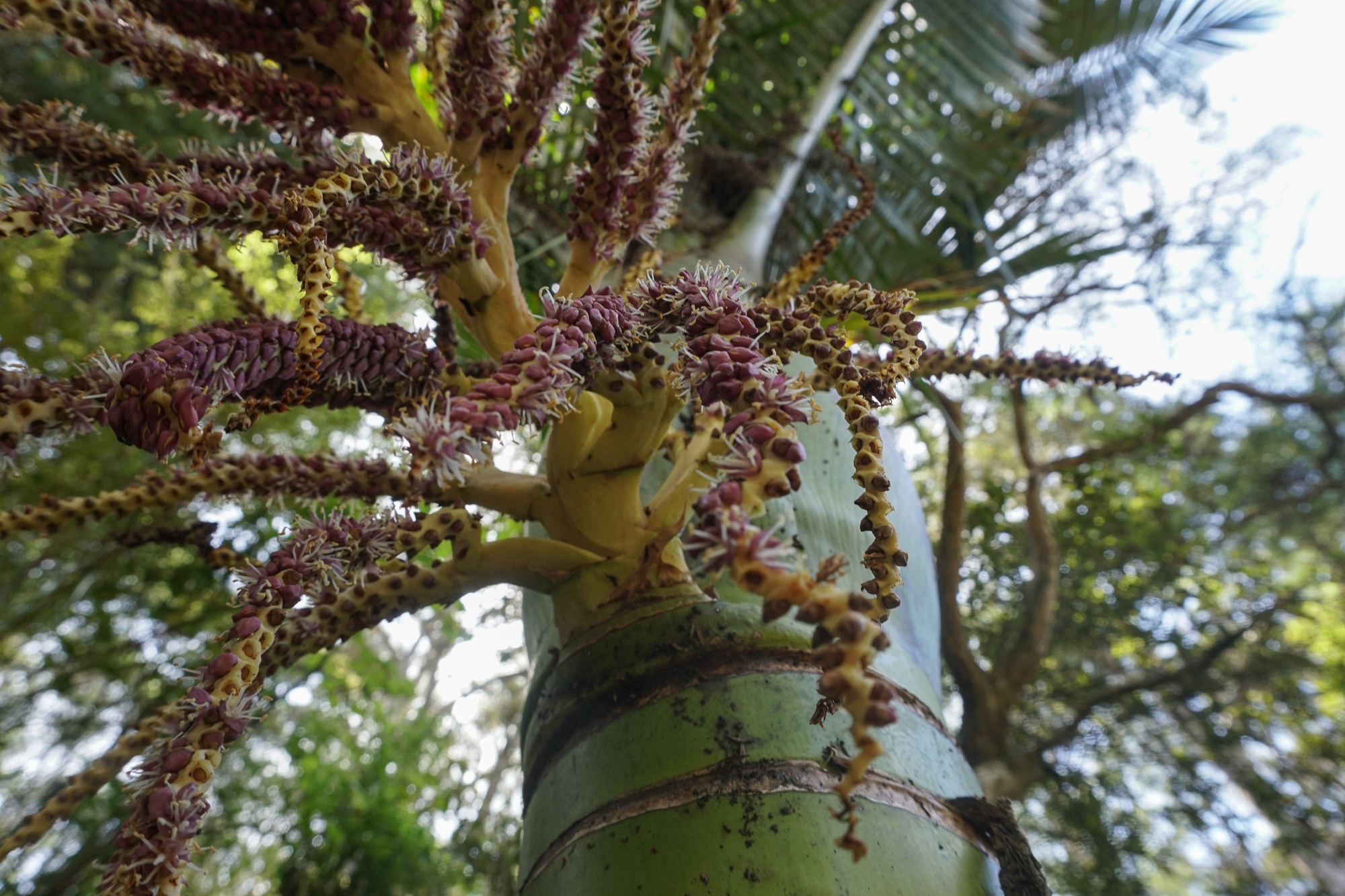 Nīkau berries on ripe Nīkau palm, Wairere river.Photograph by M. H.