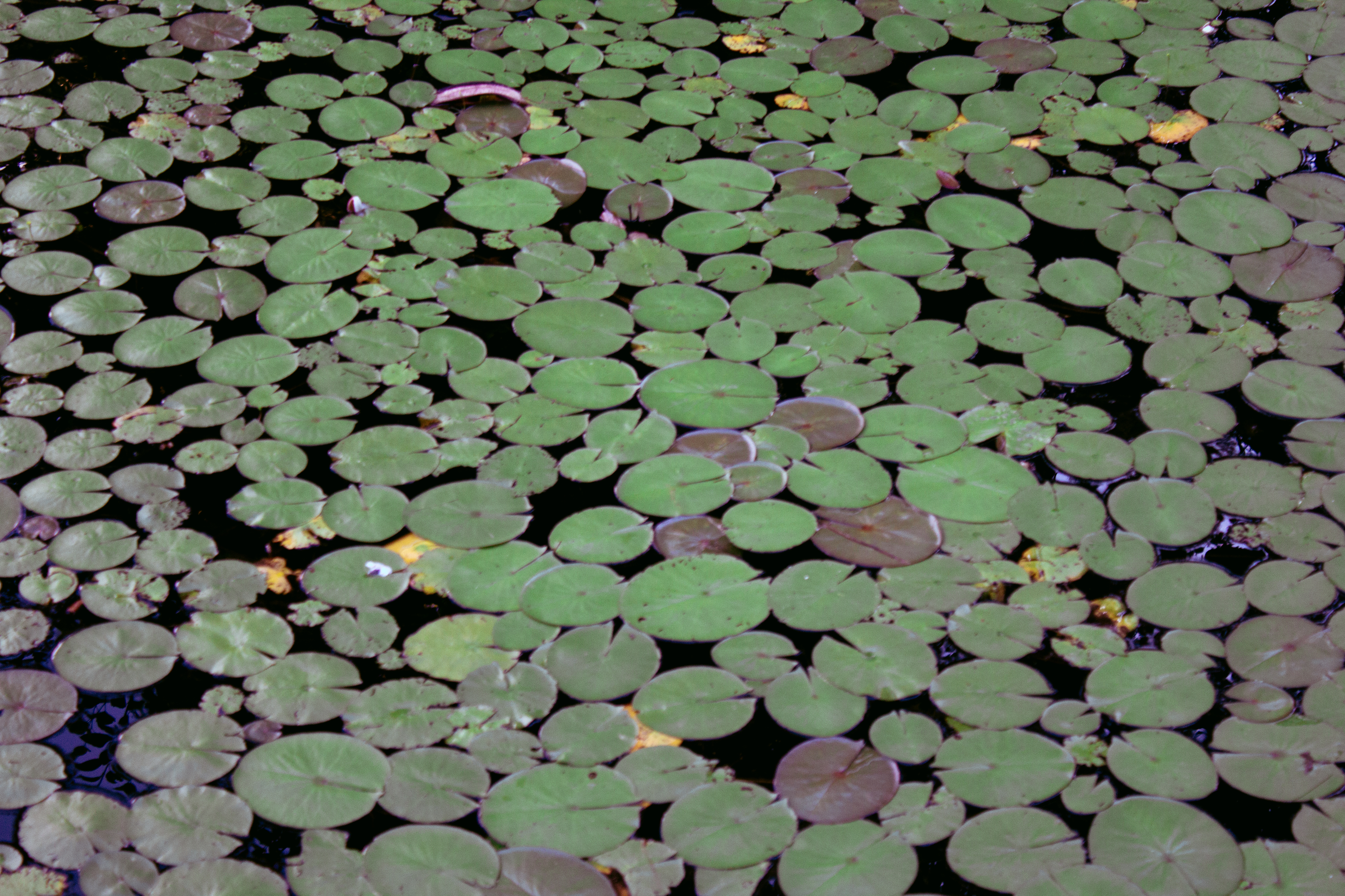 lily pads 01 | 2022 | avon, ma