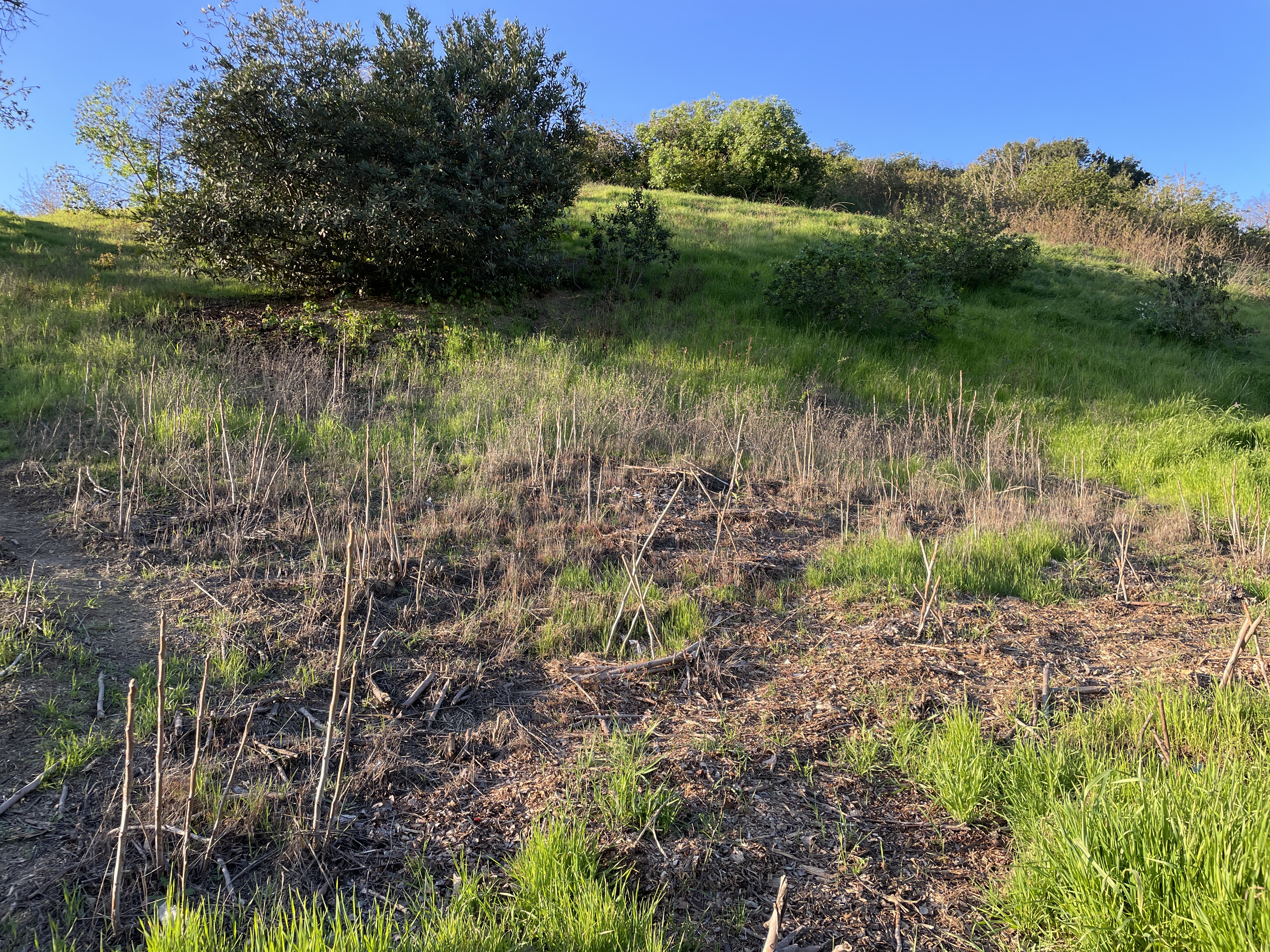 We staked out all the oak and walnut seedlings on this North facing slope