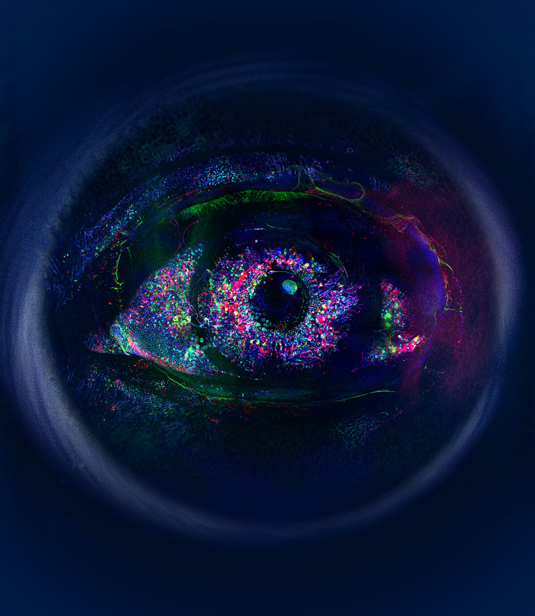  American Illustration 36 Selected Winner