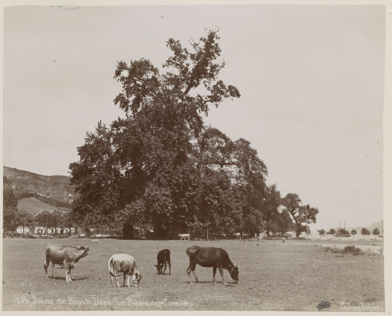Figure 10 - Büyükdere, Gülmez Fréres.