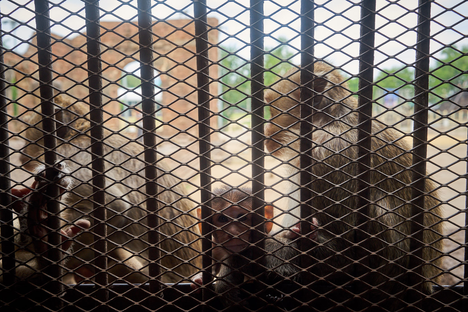 Lopburi Thailand 08/2018