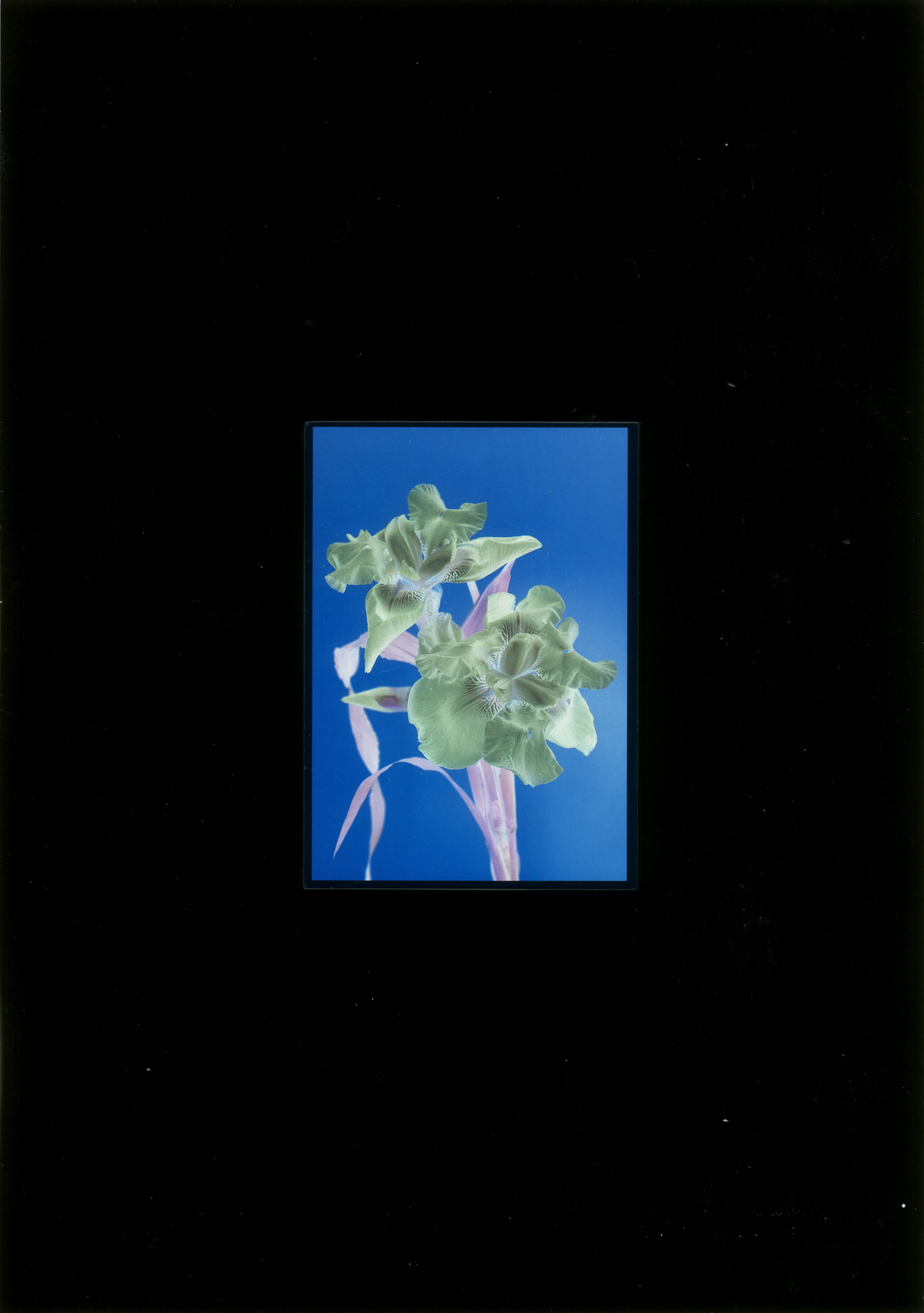 Blumen 11, 2022, Giclée print, 41 x 54 cm