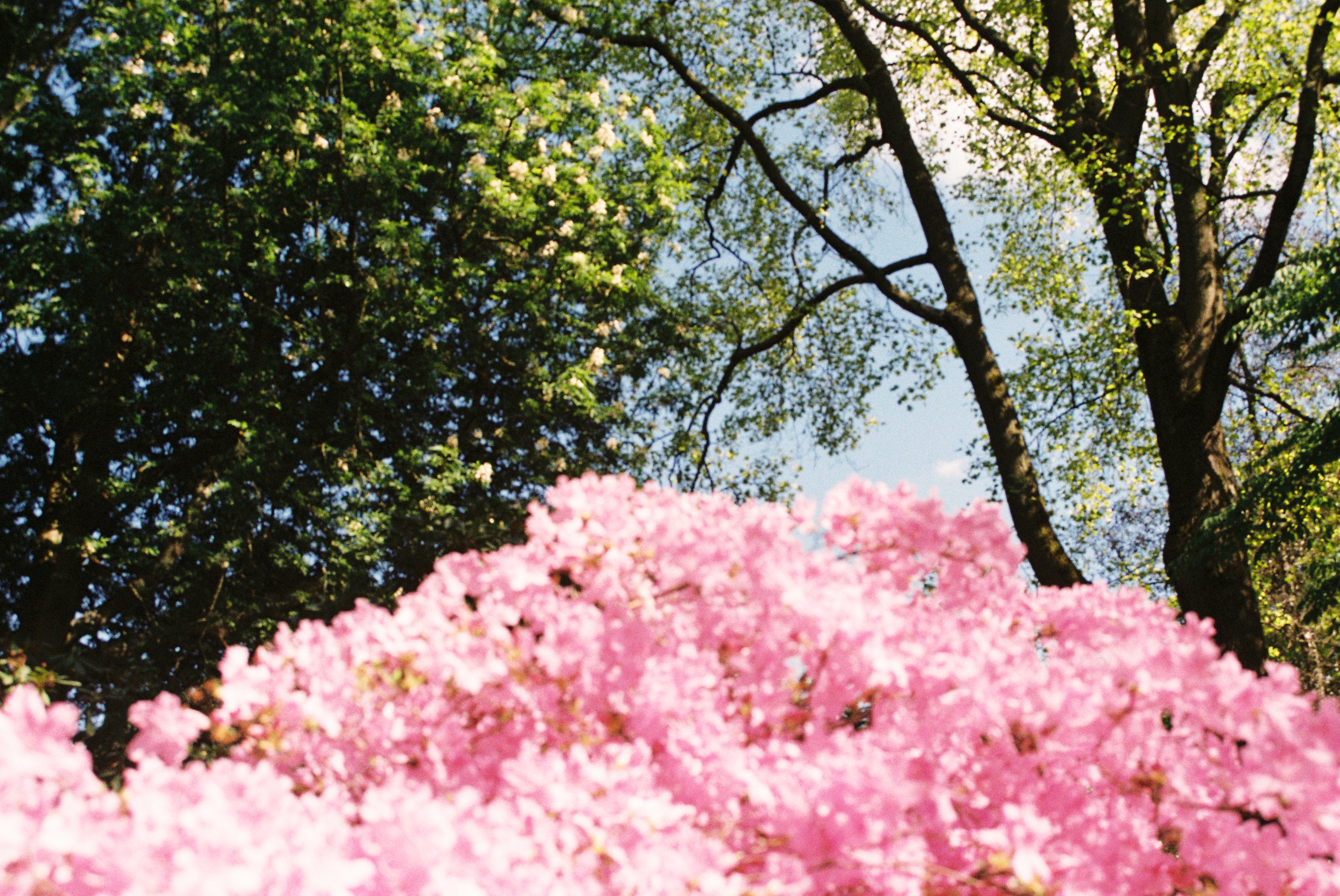 'Bloom' - Zeeën van Zijn