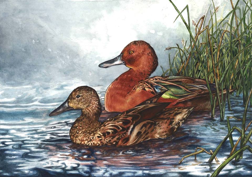 Cinnamon TealsWatercolor2015