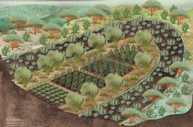 Field Syntropia by Eugenia Morpurgo & Sophia Guggenberger